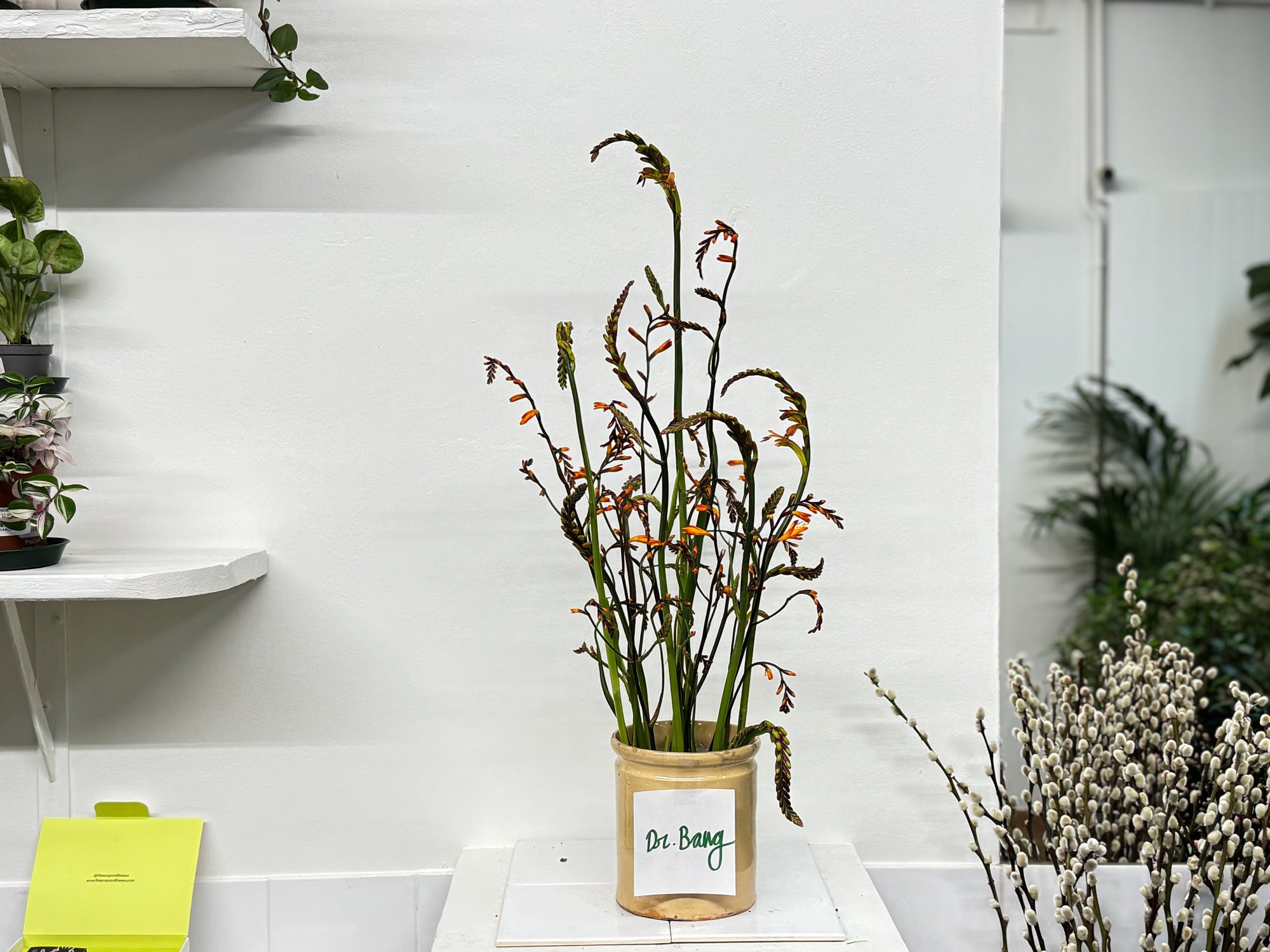 Des crocosmia pour Dr. Bang 🙏💚