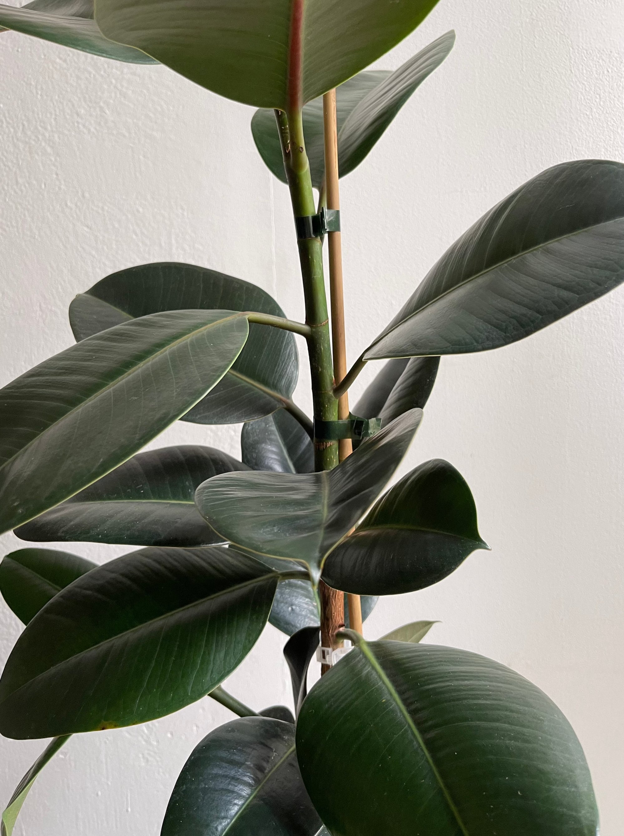 Ficus Elastica - M -