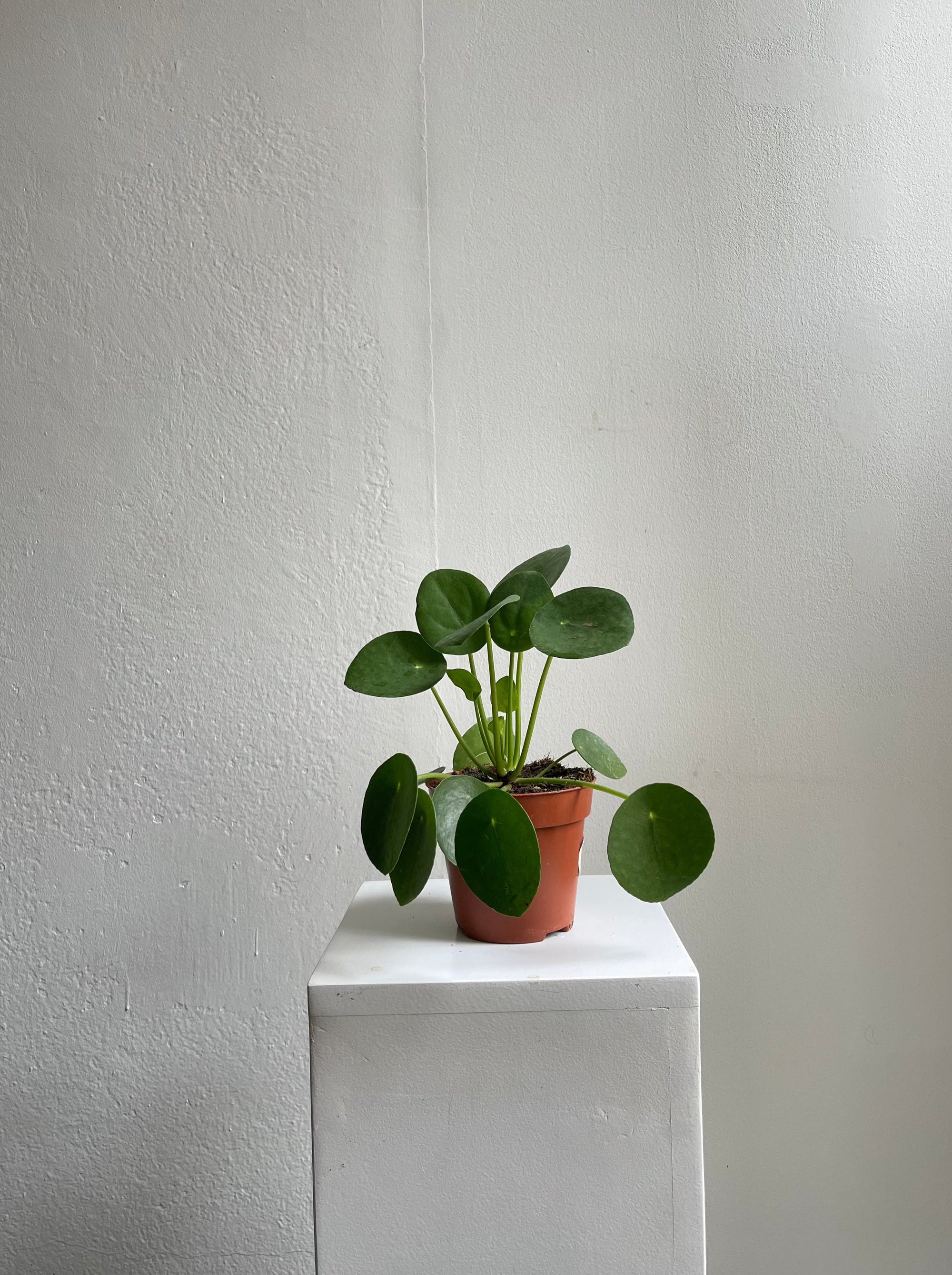 Pilea Peperomioides - S