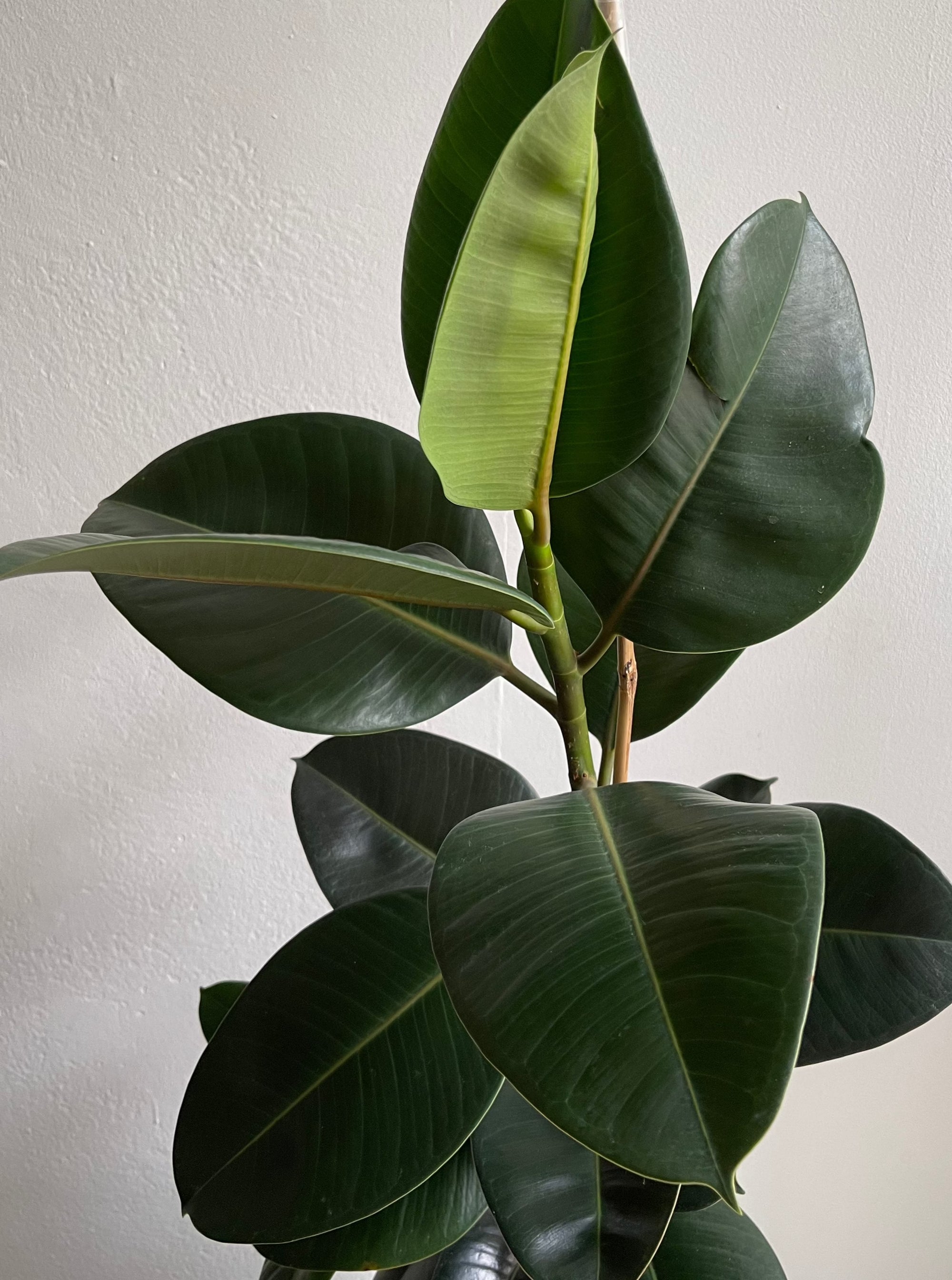 Ficus Elastica - M -