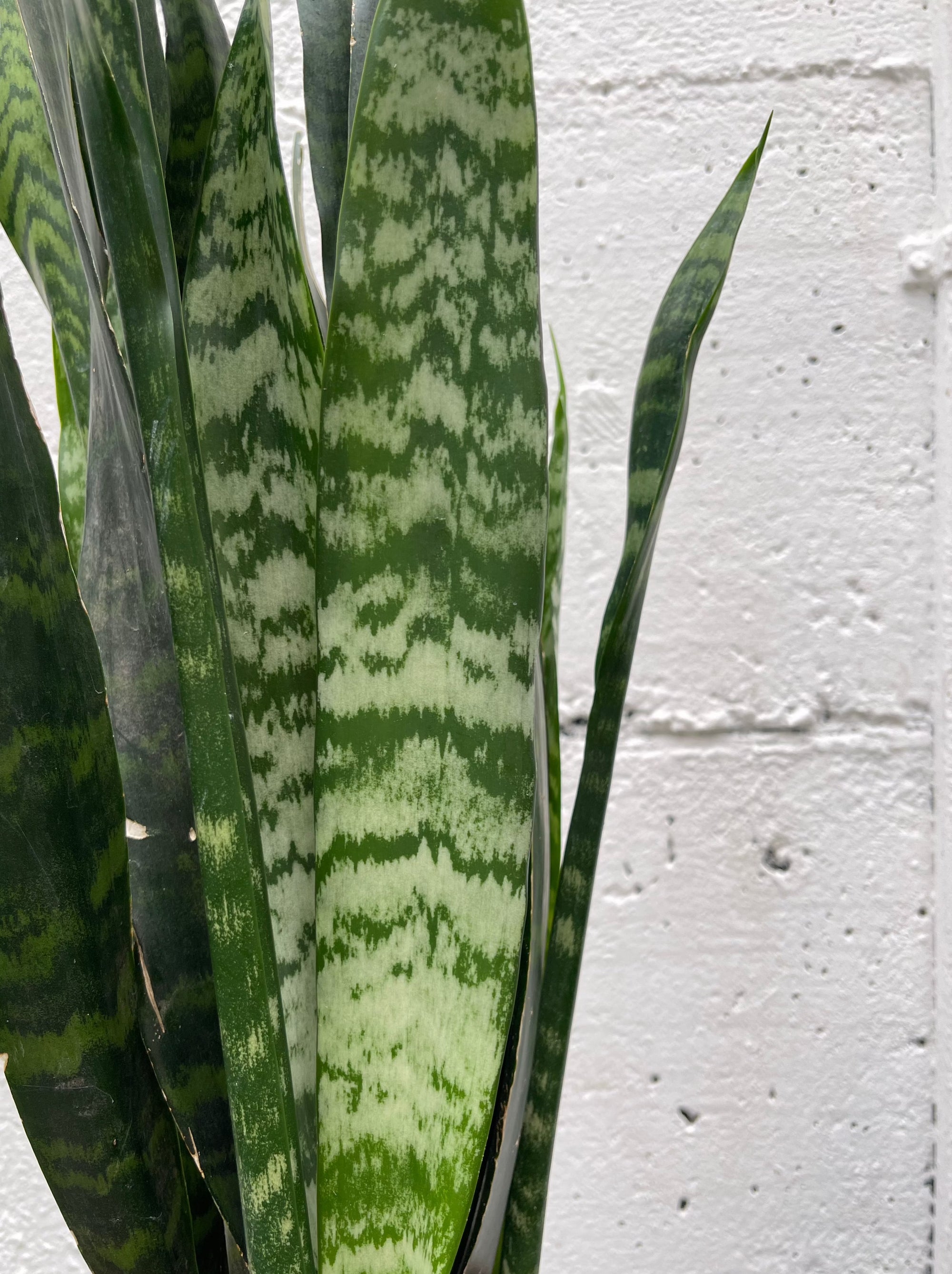 Sanseveria Laurentii - M -