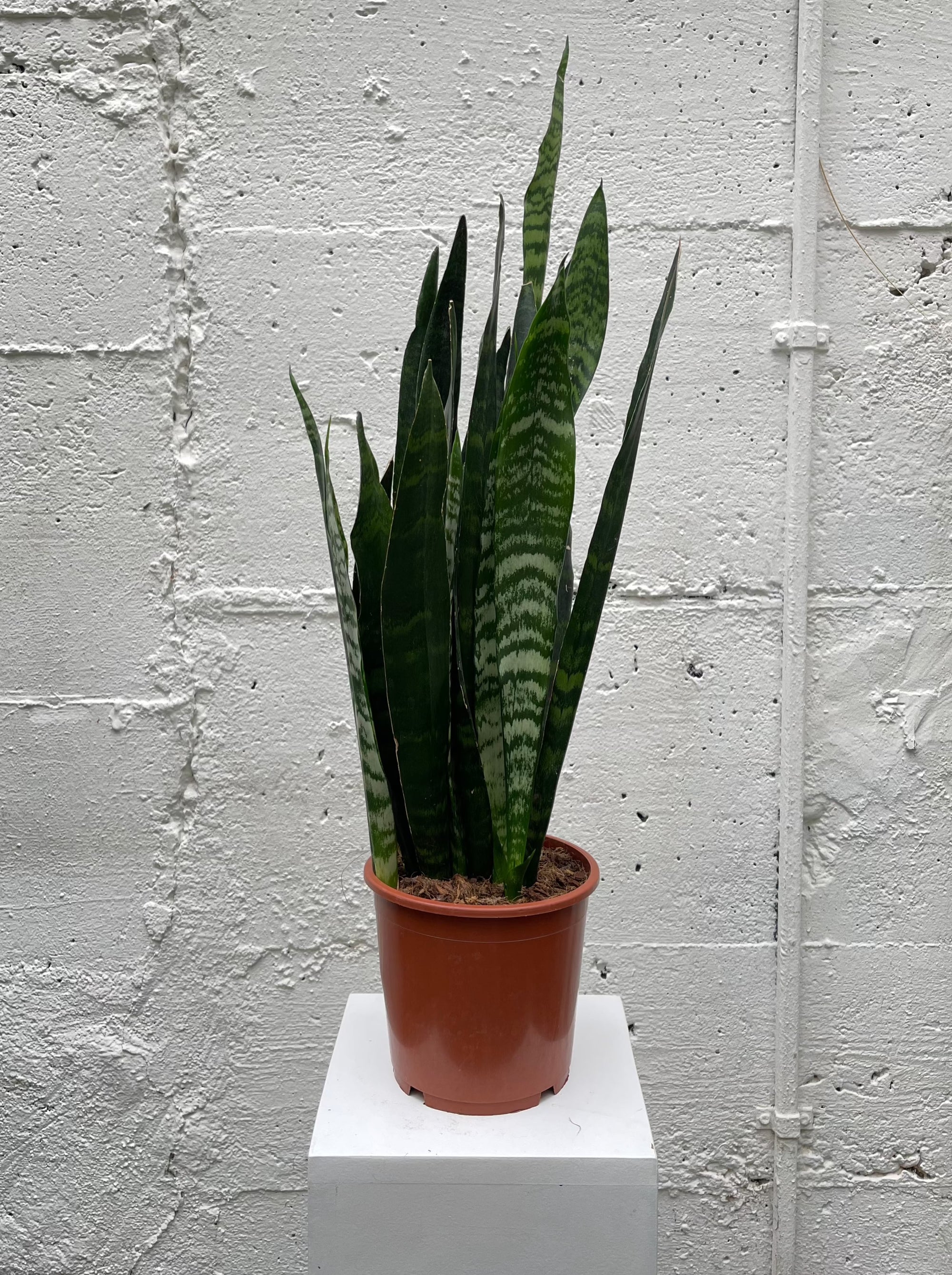 Sanseveria Laurentii - M -