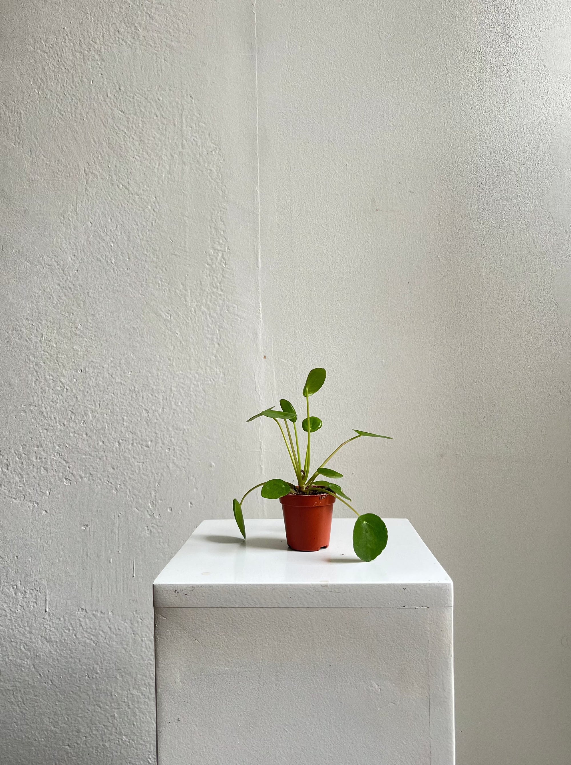 Pilea Peperomioides - XS