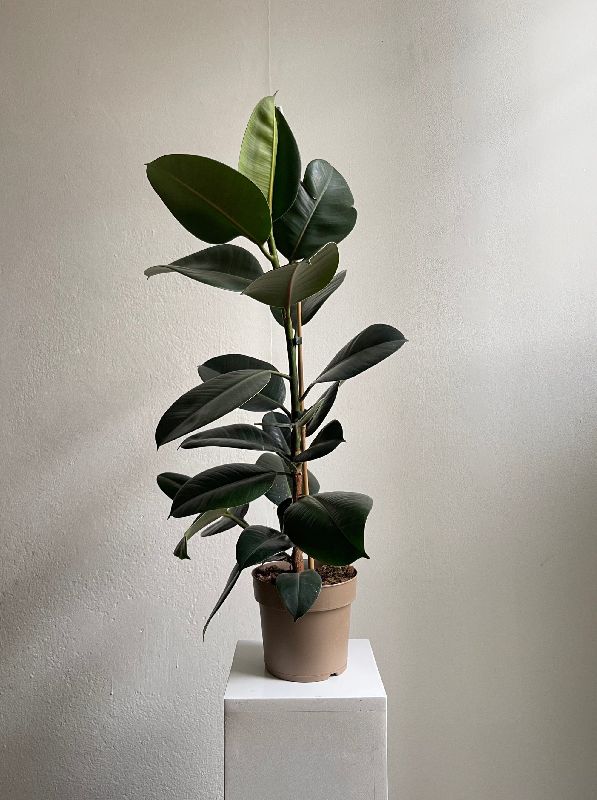 Ficus Elastica - M -