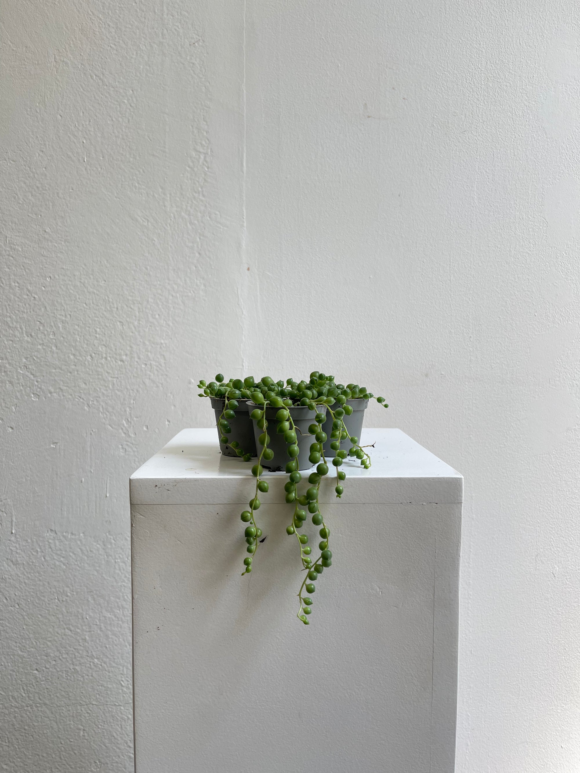 Senecio