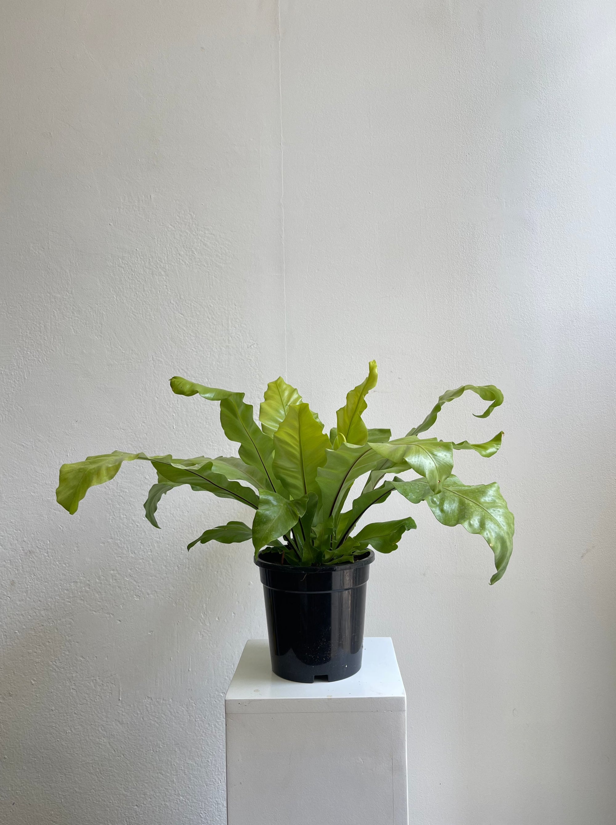 Asplenium Lesly - M