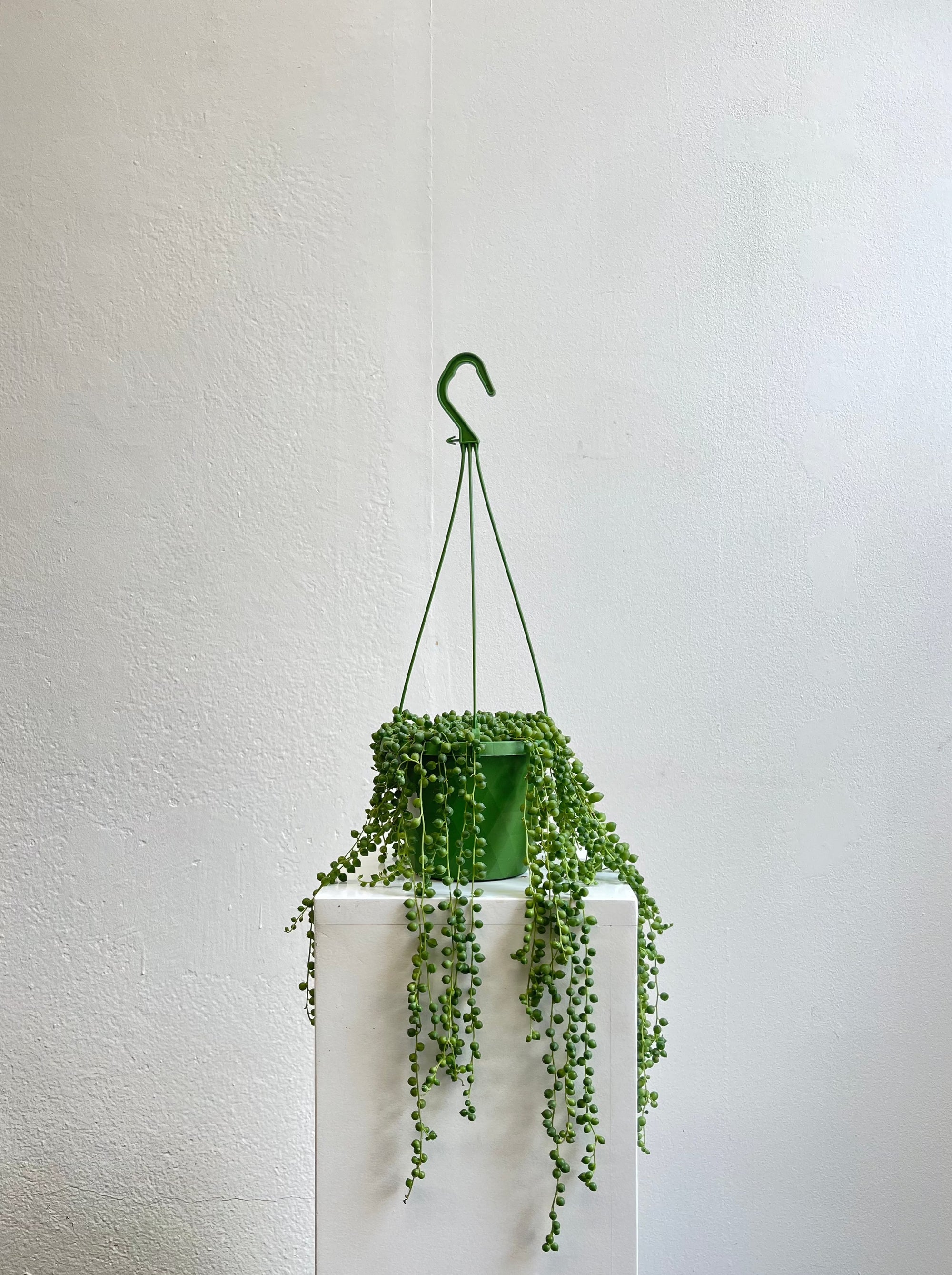 Senecio