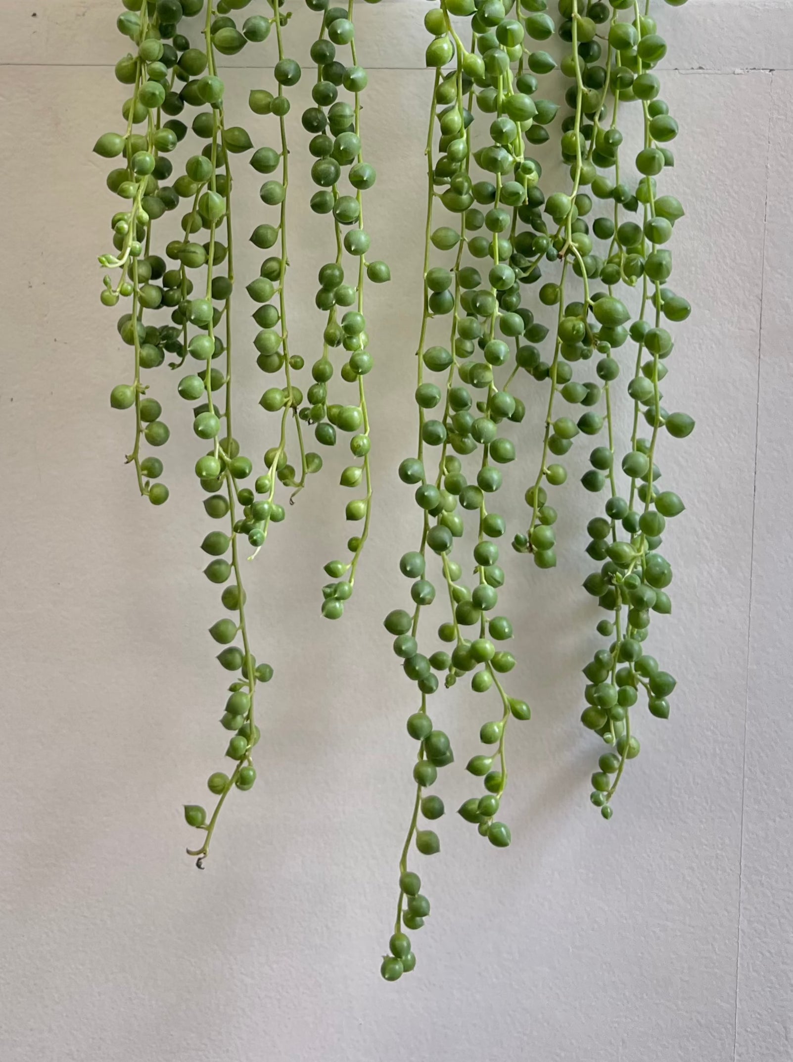 Senecio