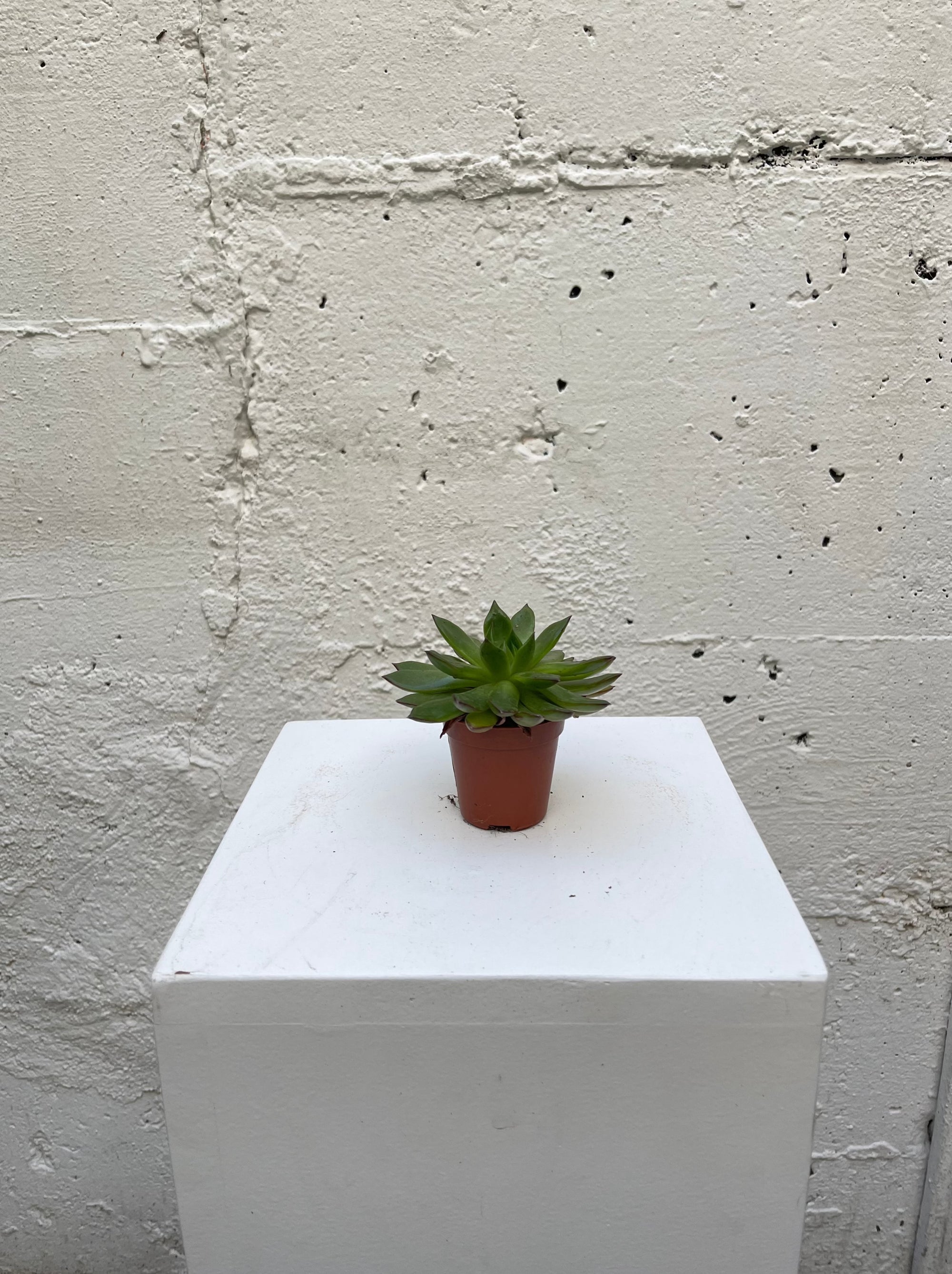 Echeveria
