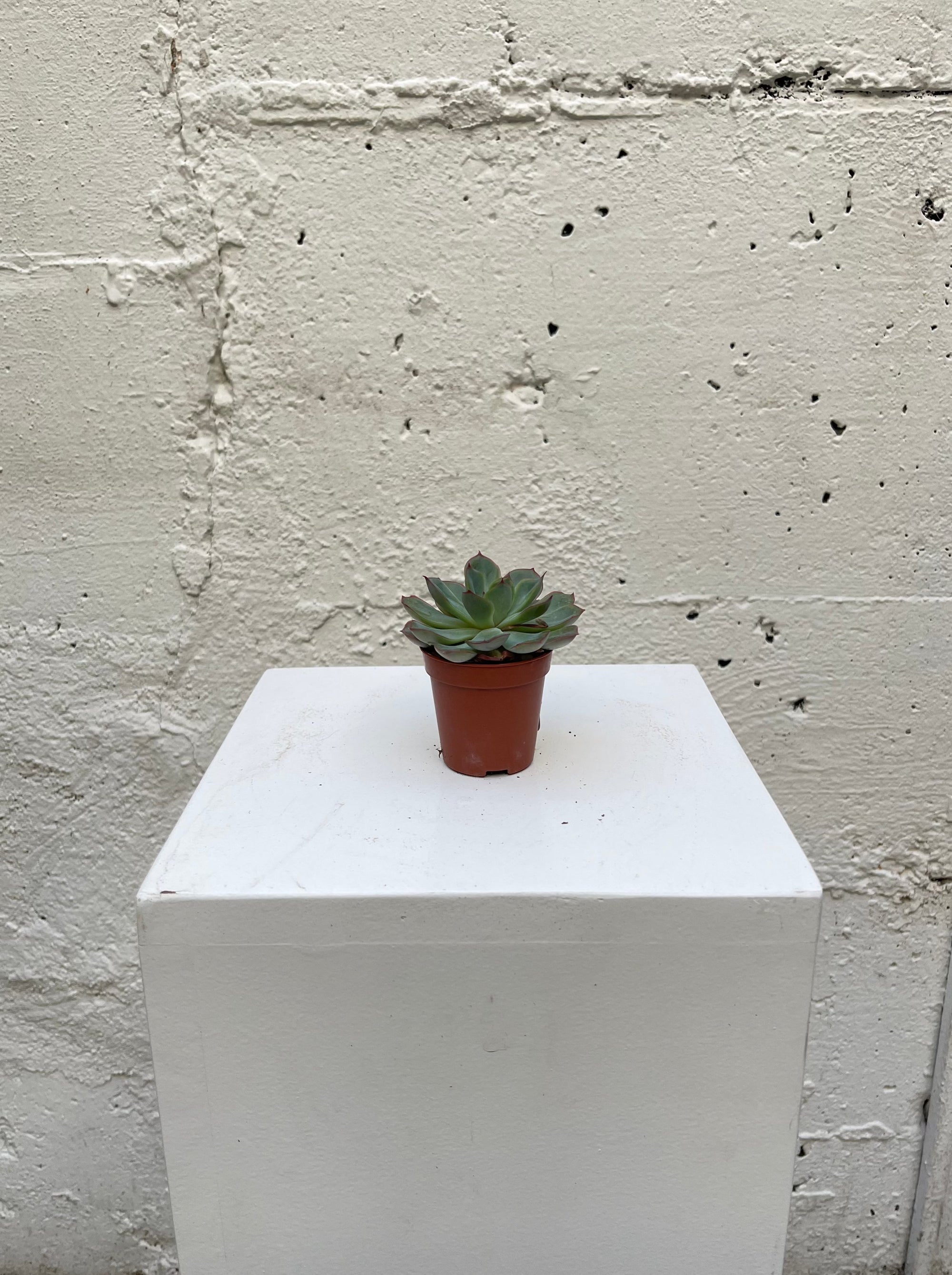 Echeveria