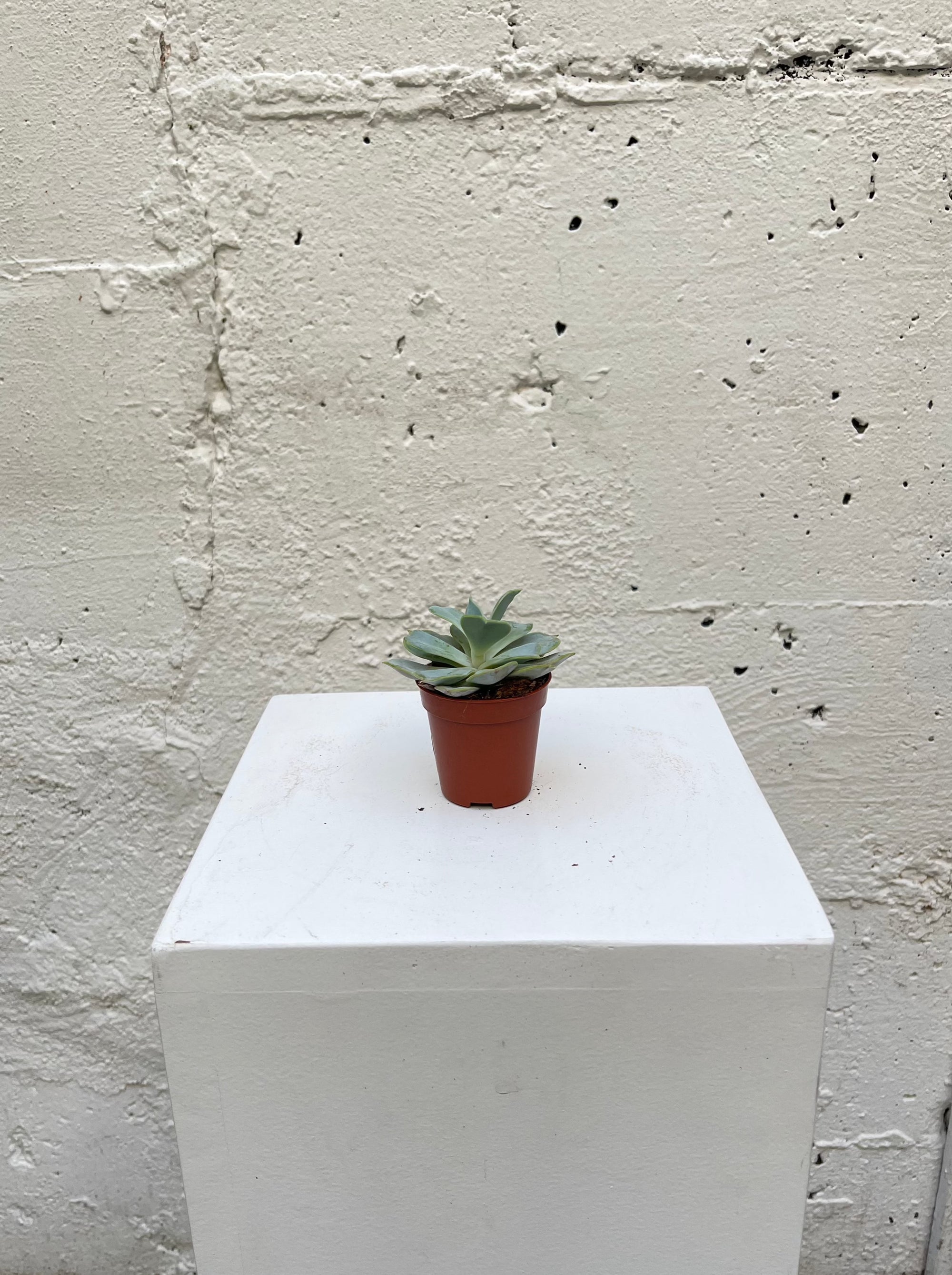 Echeveria