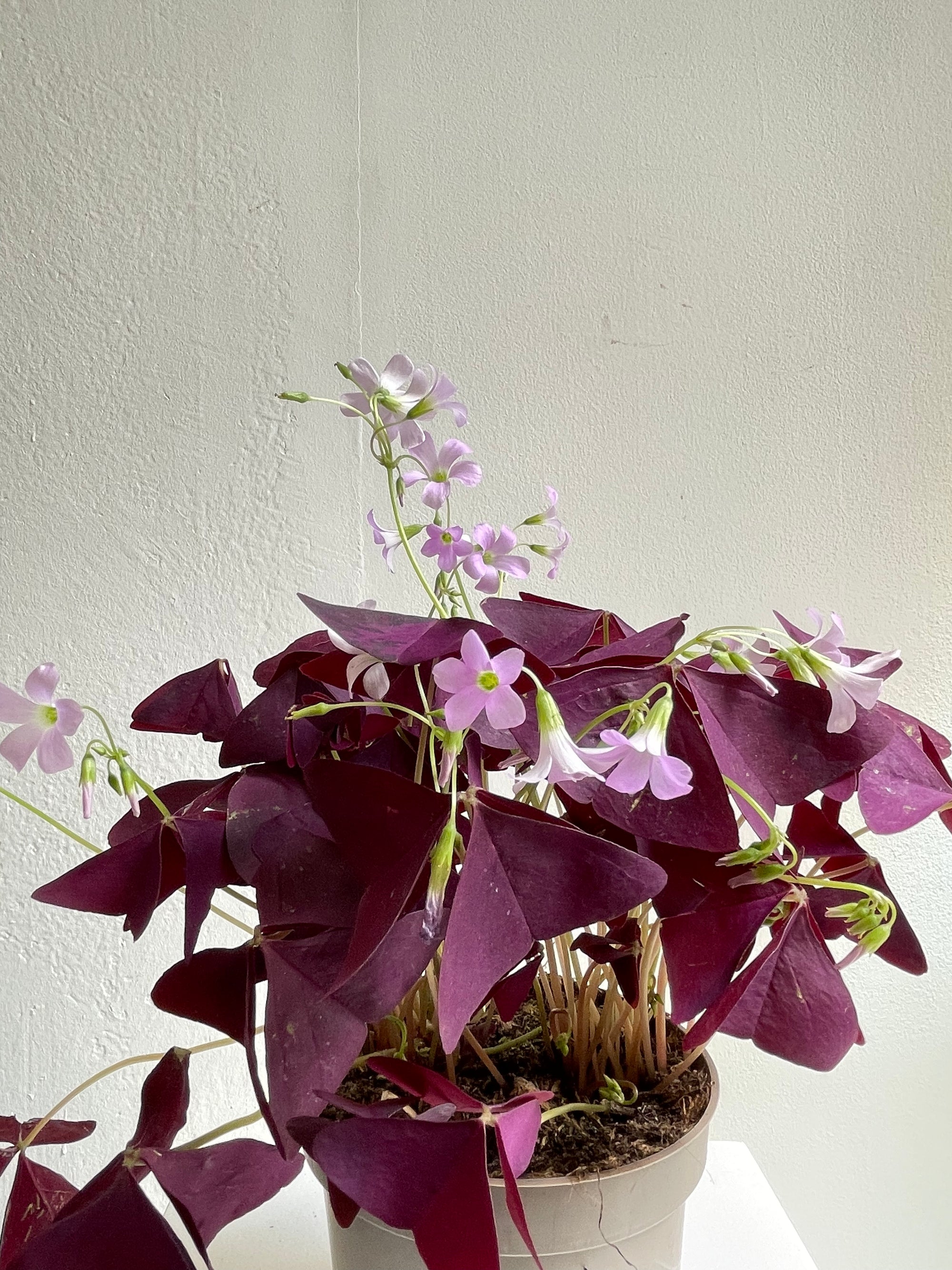 Oxalis Triangularis