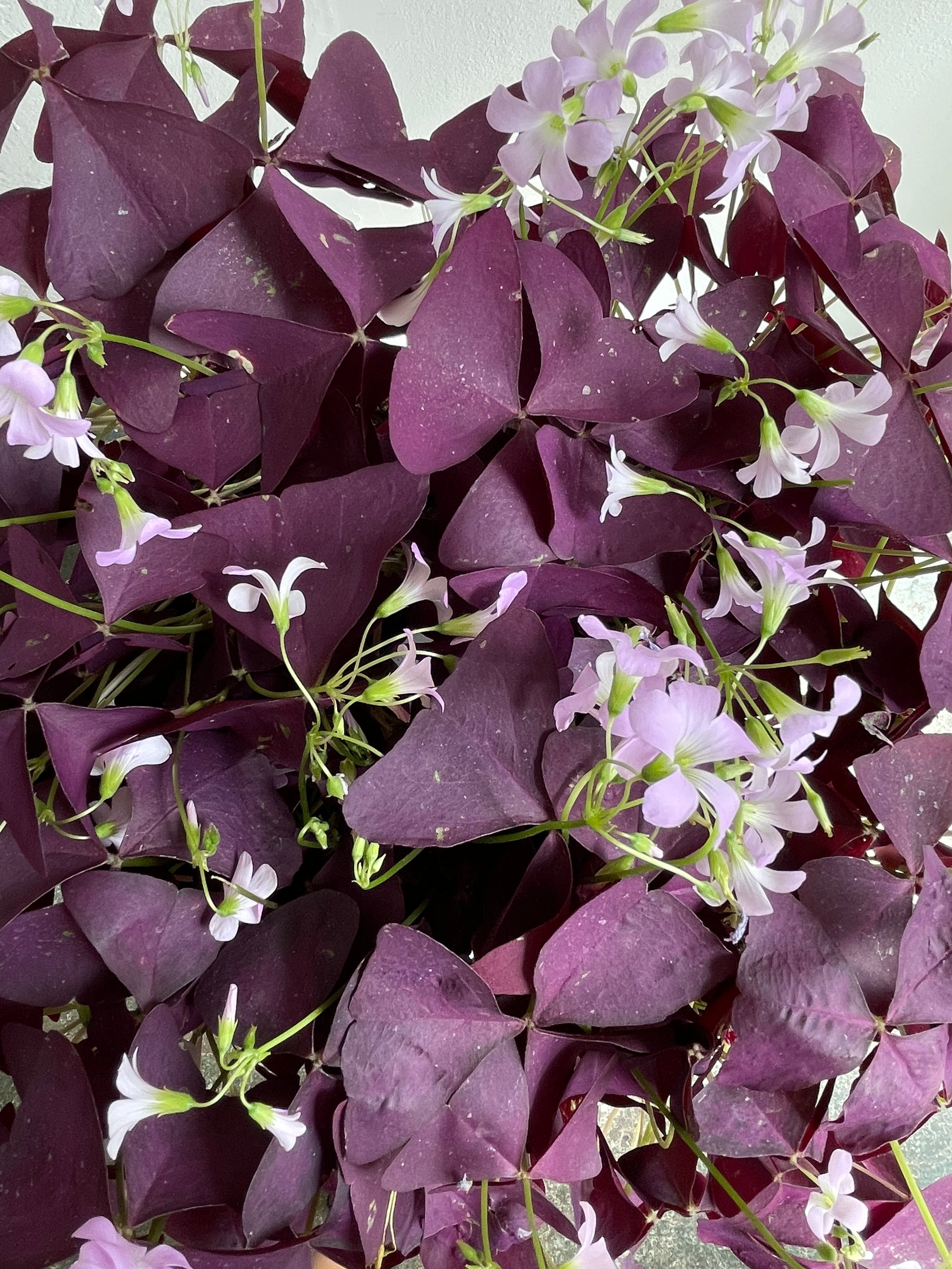 Oxalis Triangularis