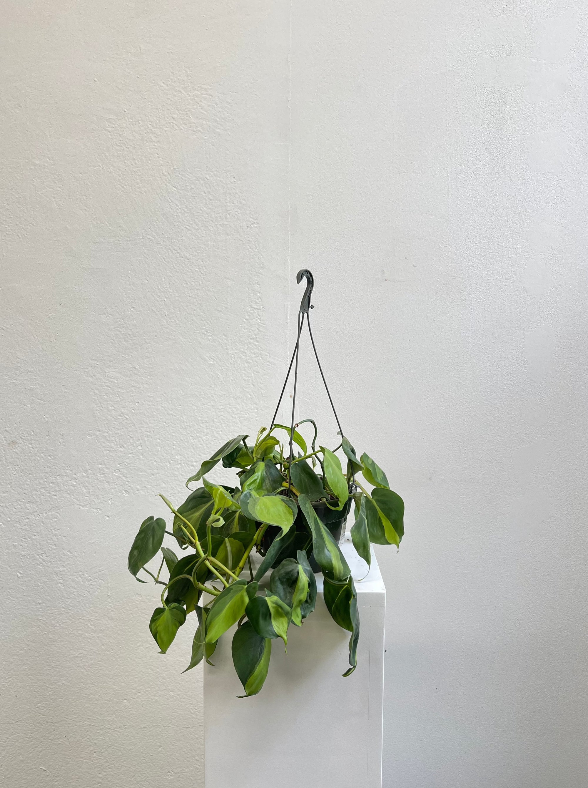 Scindapsus Pinnatum