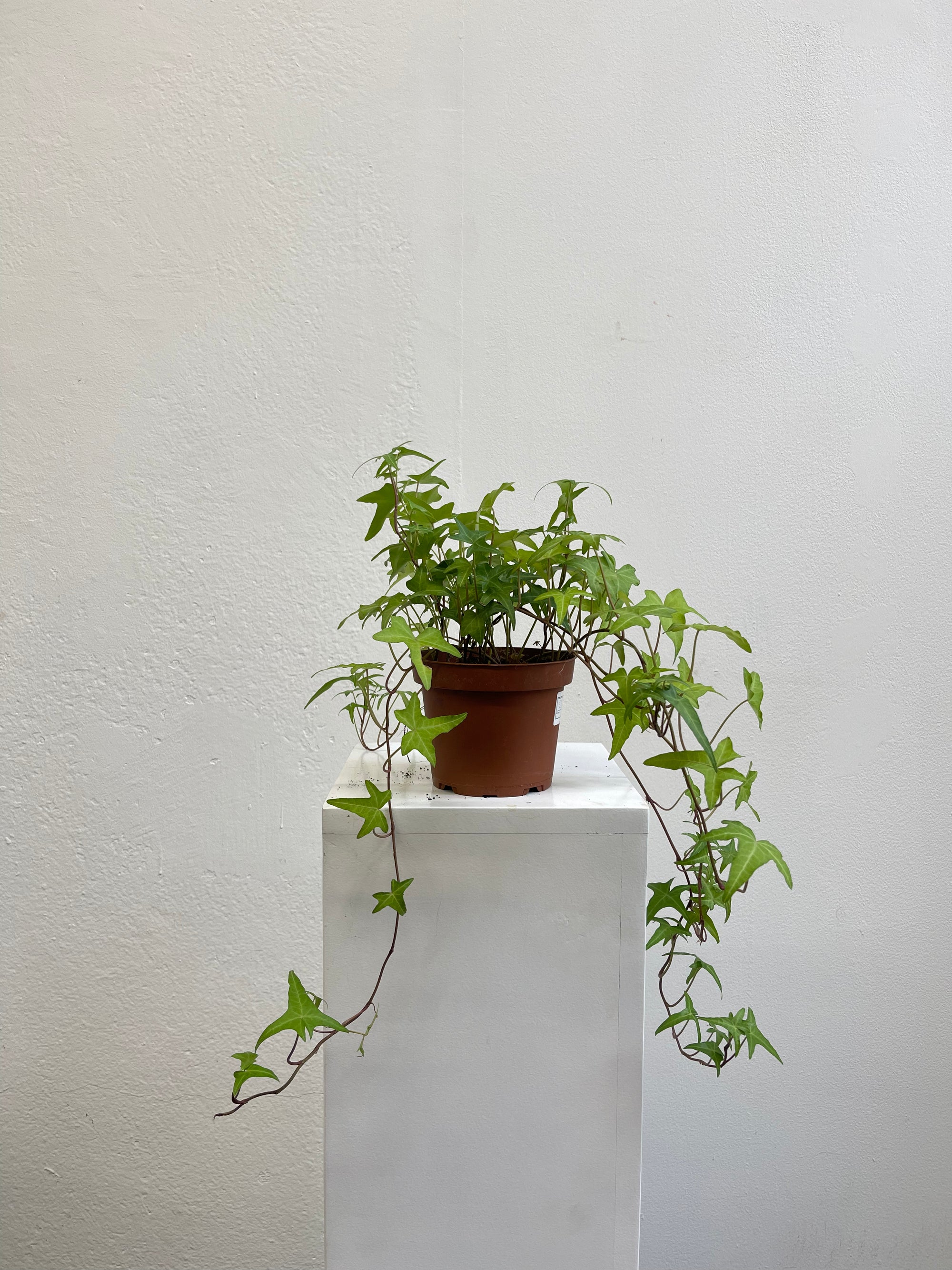 Hedera Light Green