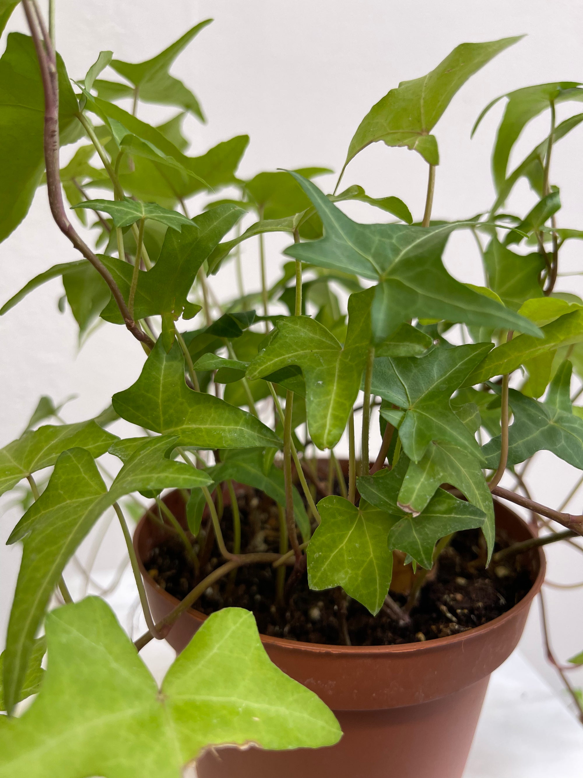 Hedera Light Green