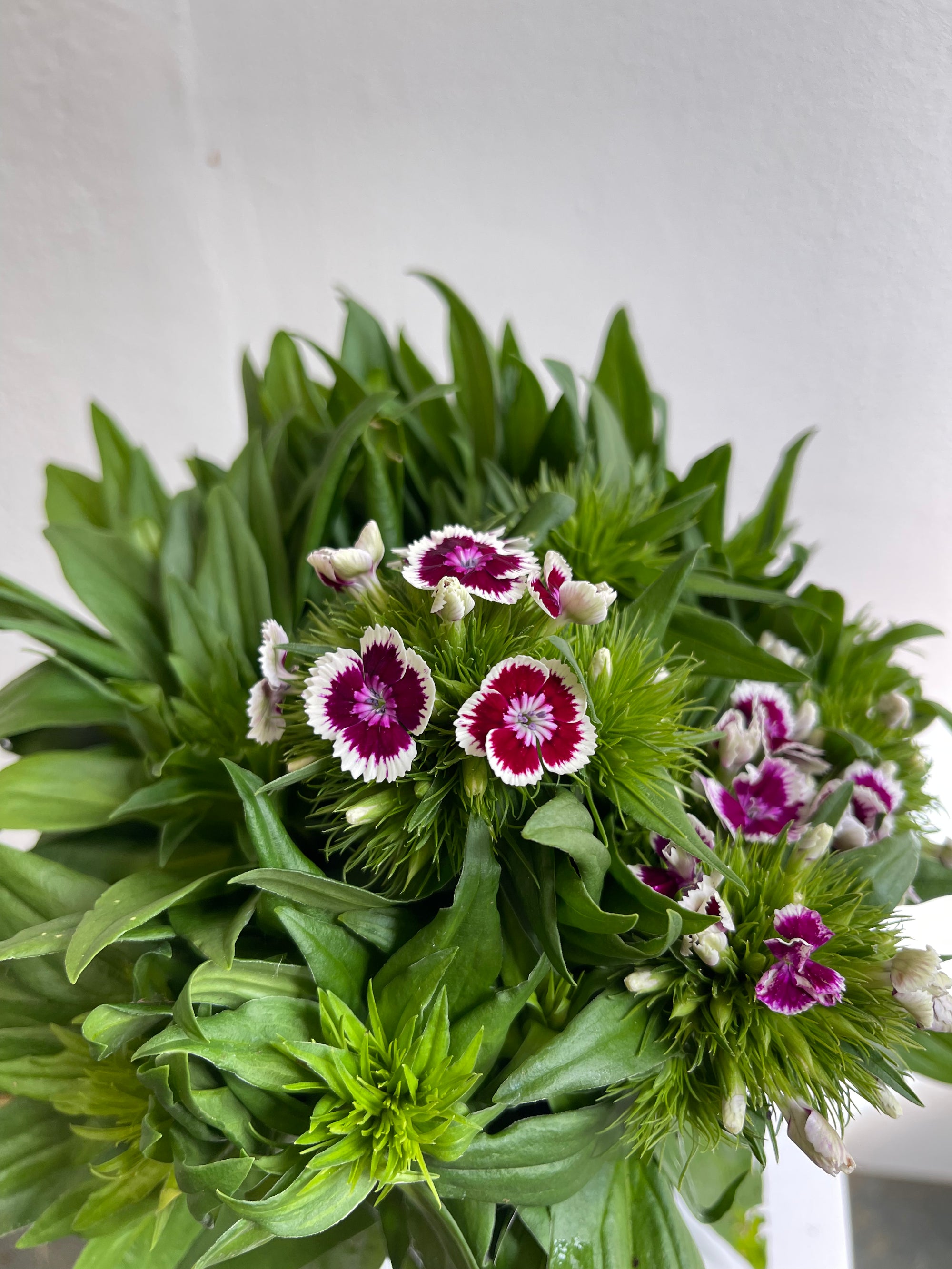 Oeillets de poète