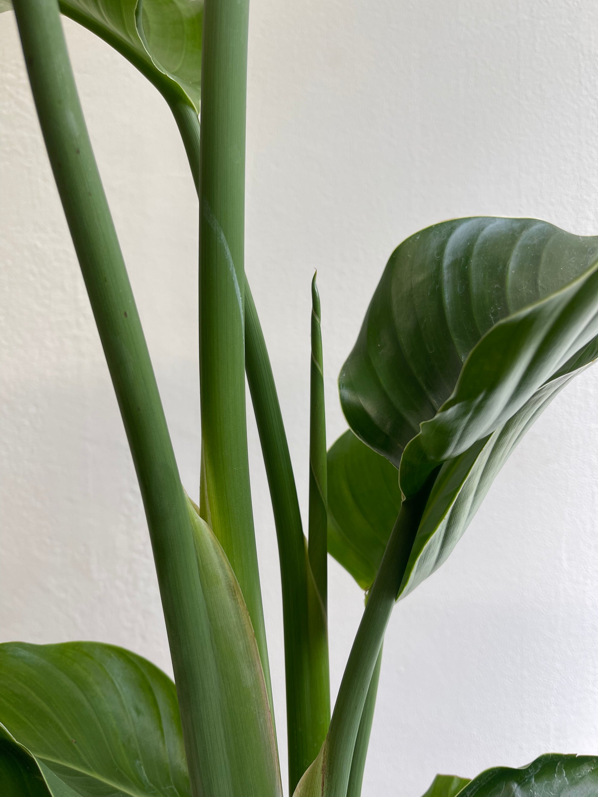 Strelitzia Nicolai