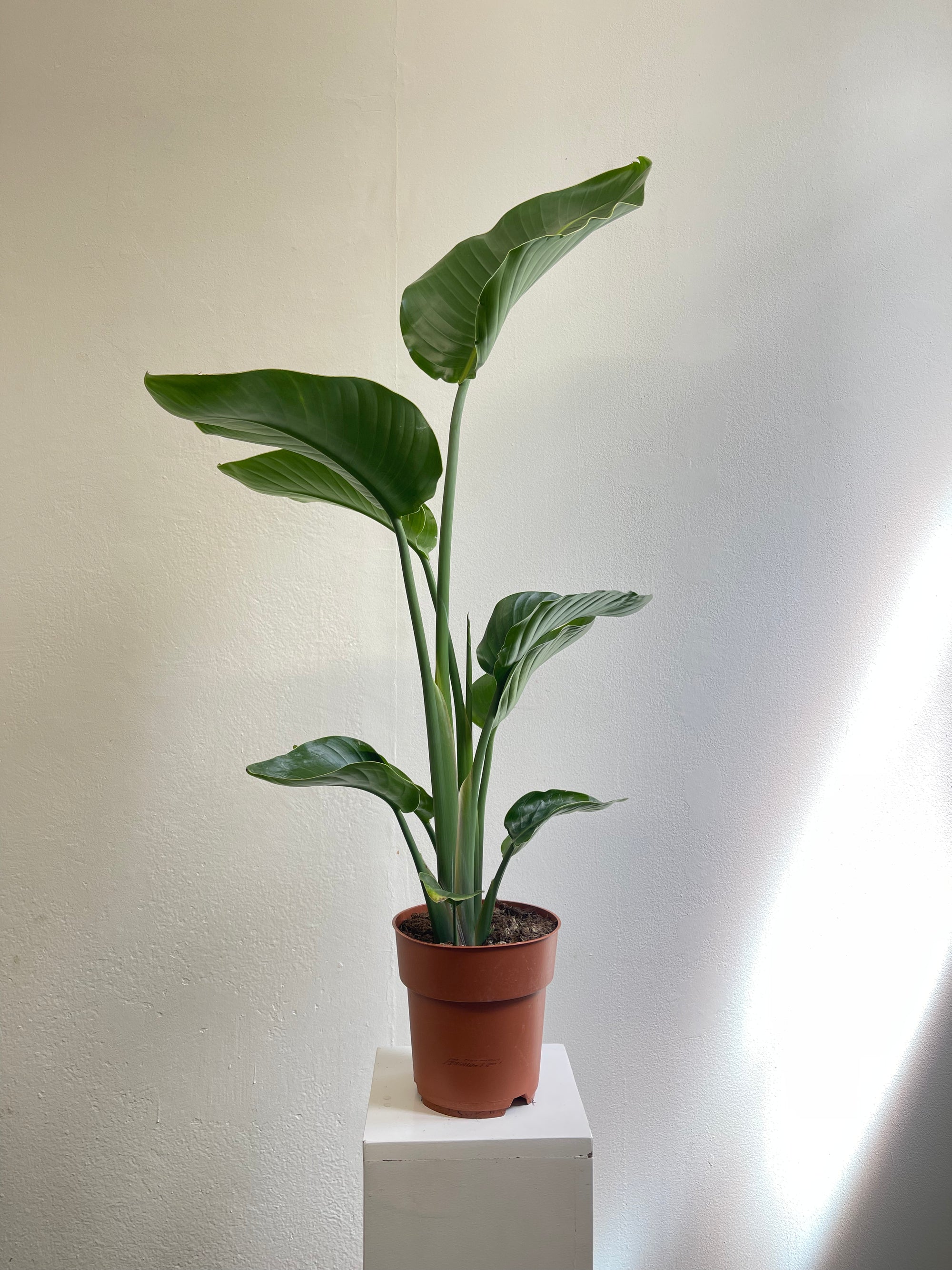 Strelitzia Nicolai