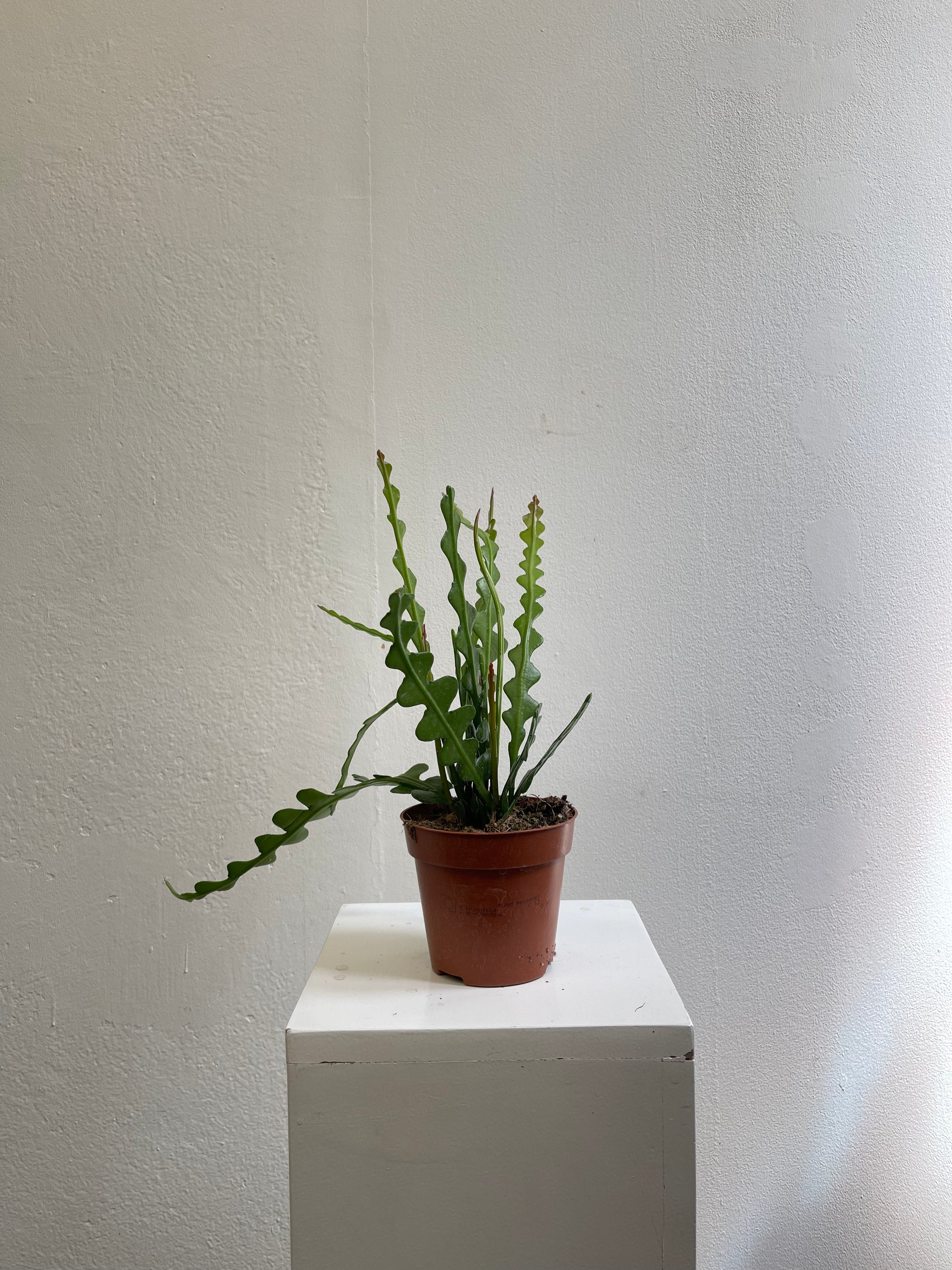 Epiphyllum Angulliger