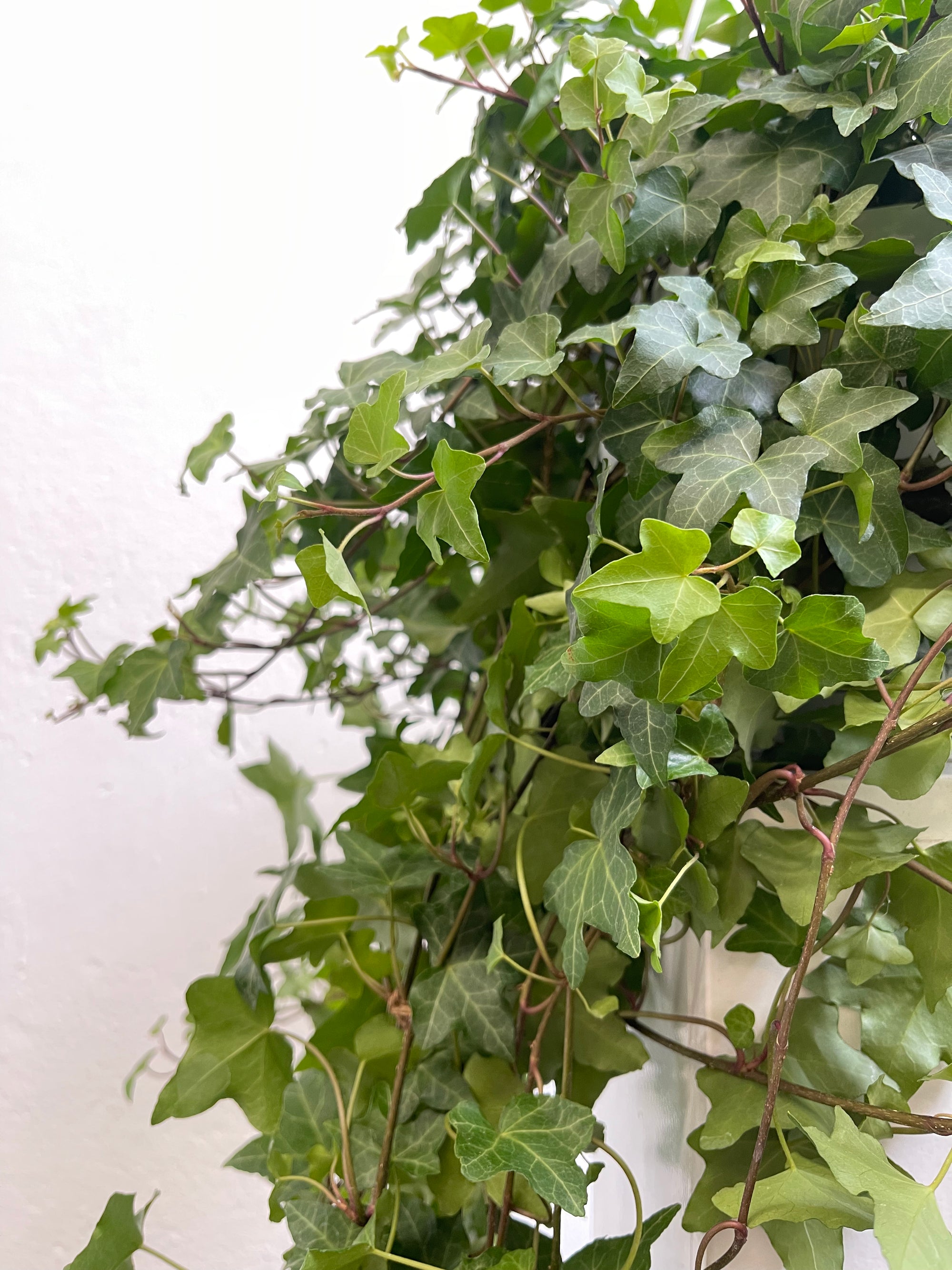 Hedera suspension