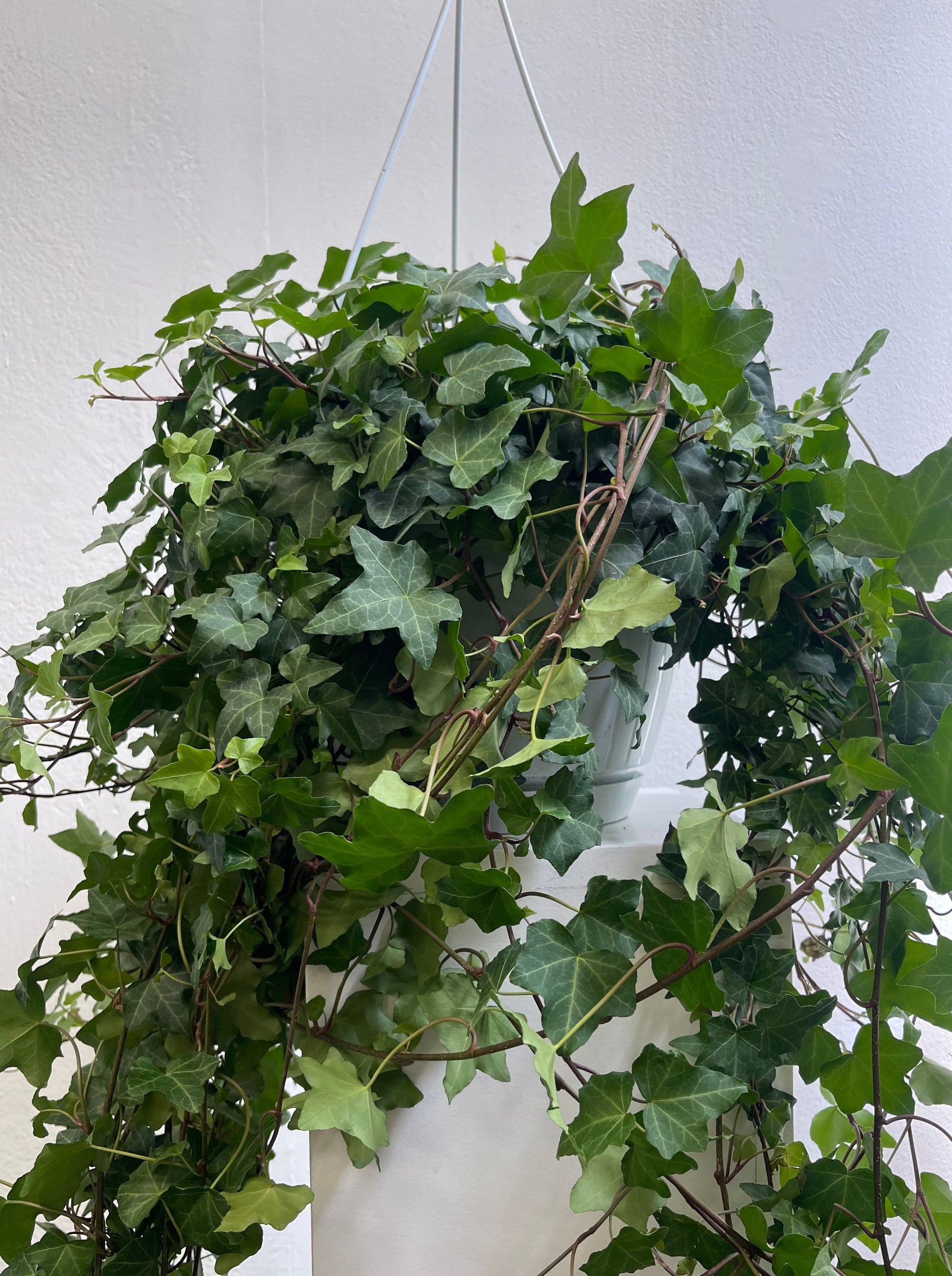 Hedera suspension