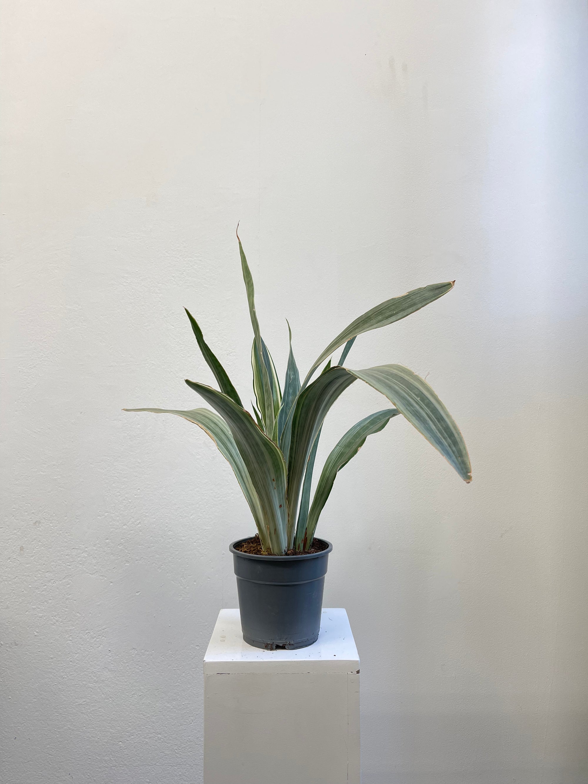 Sanseveria Trifascia