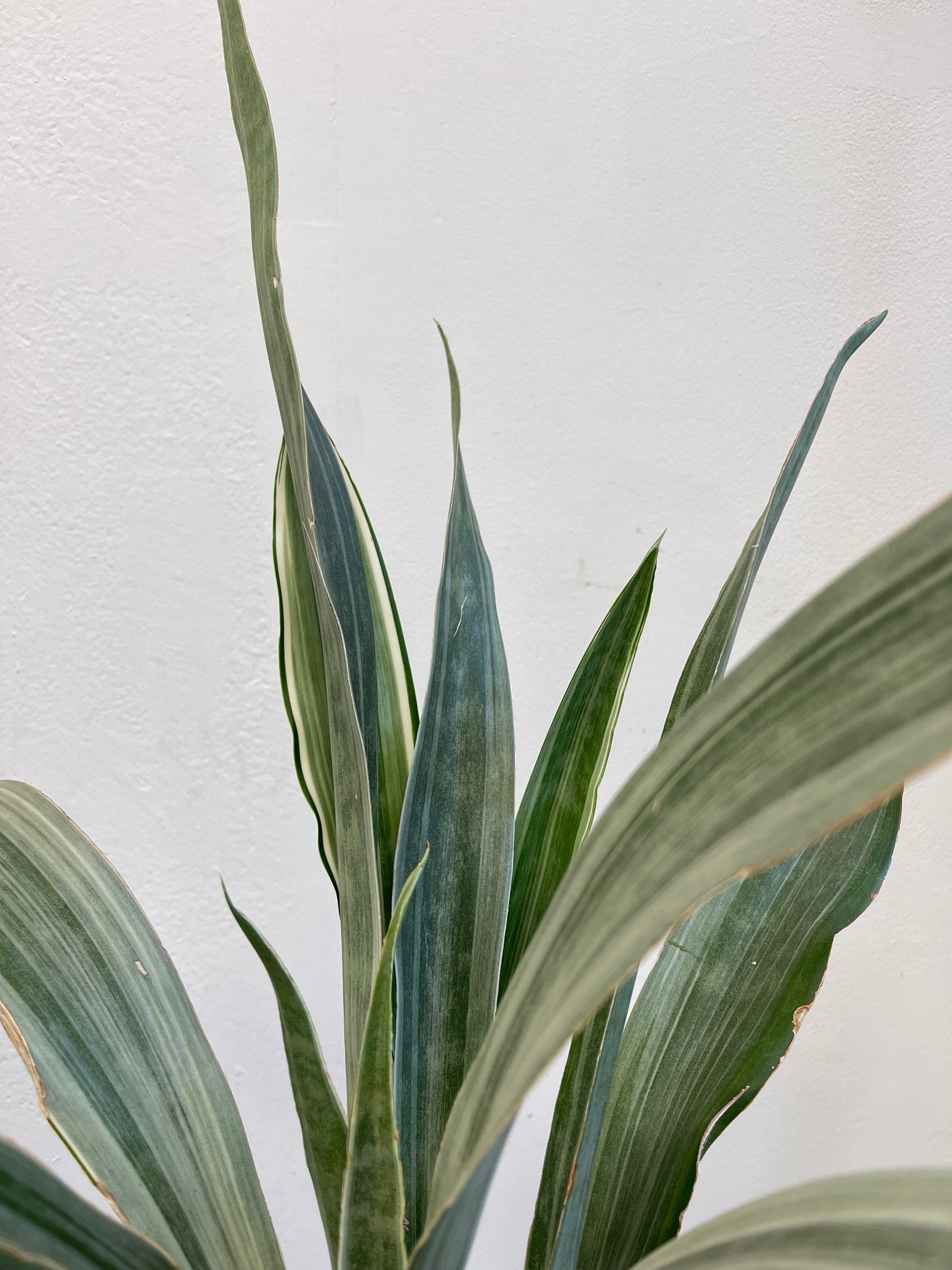 Sanseveria Trifascia