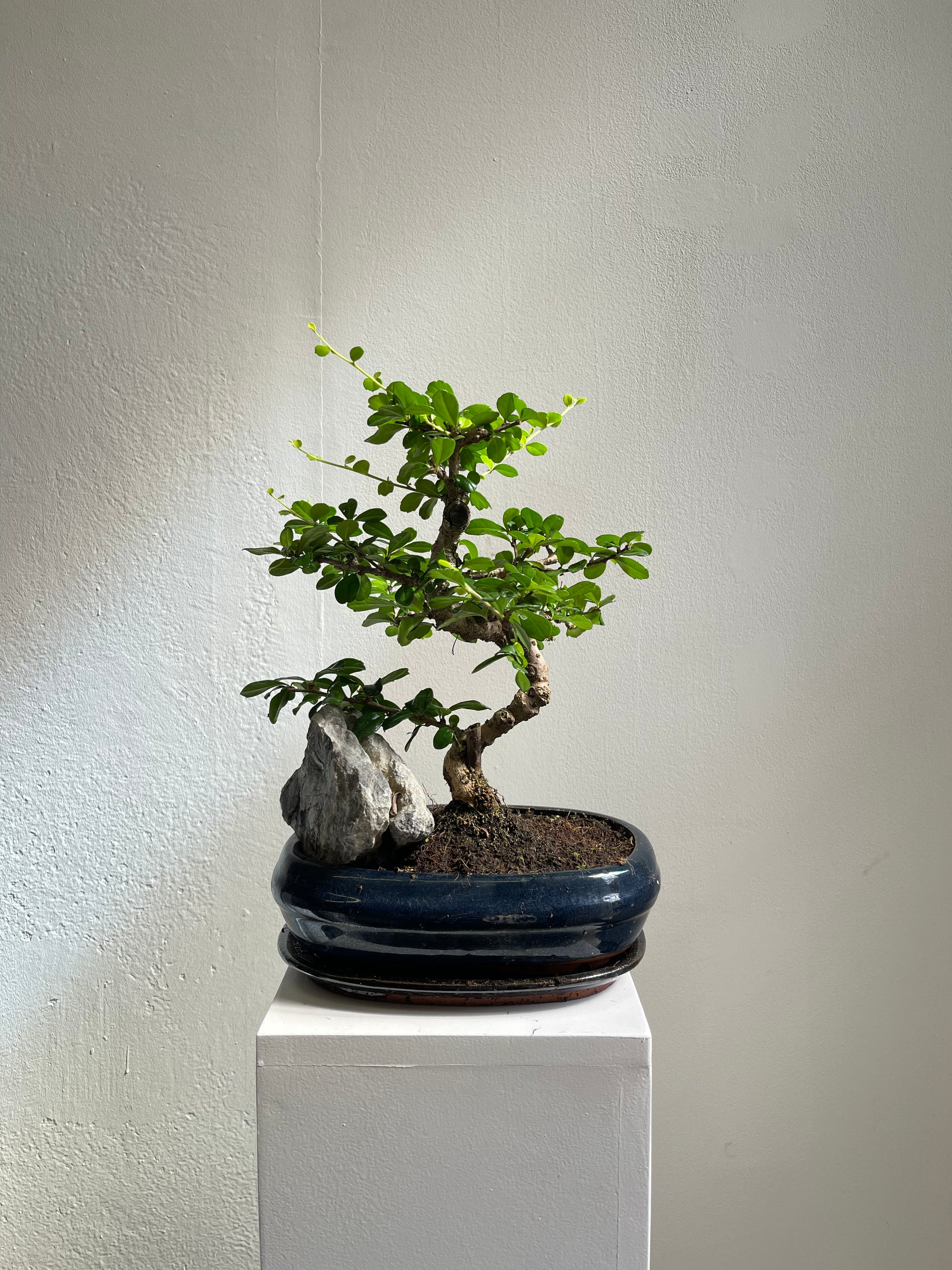 Ficus Bonzai