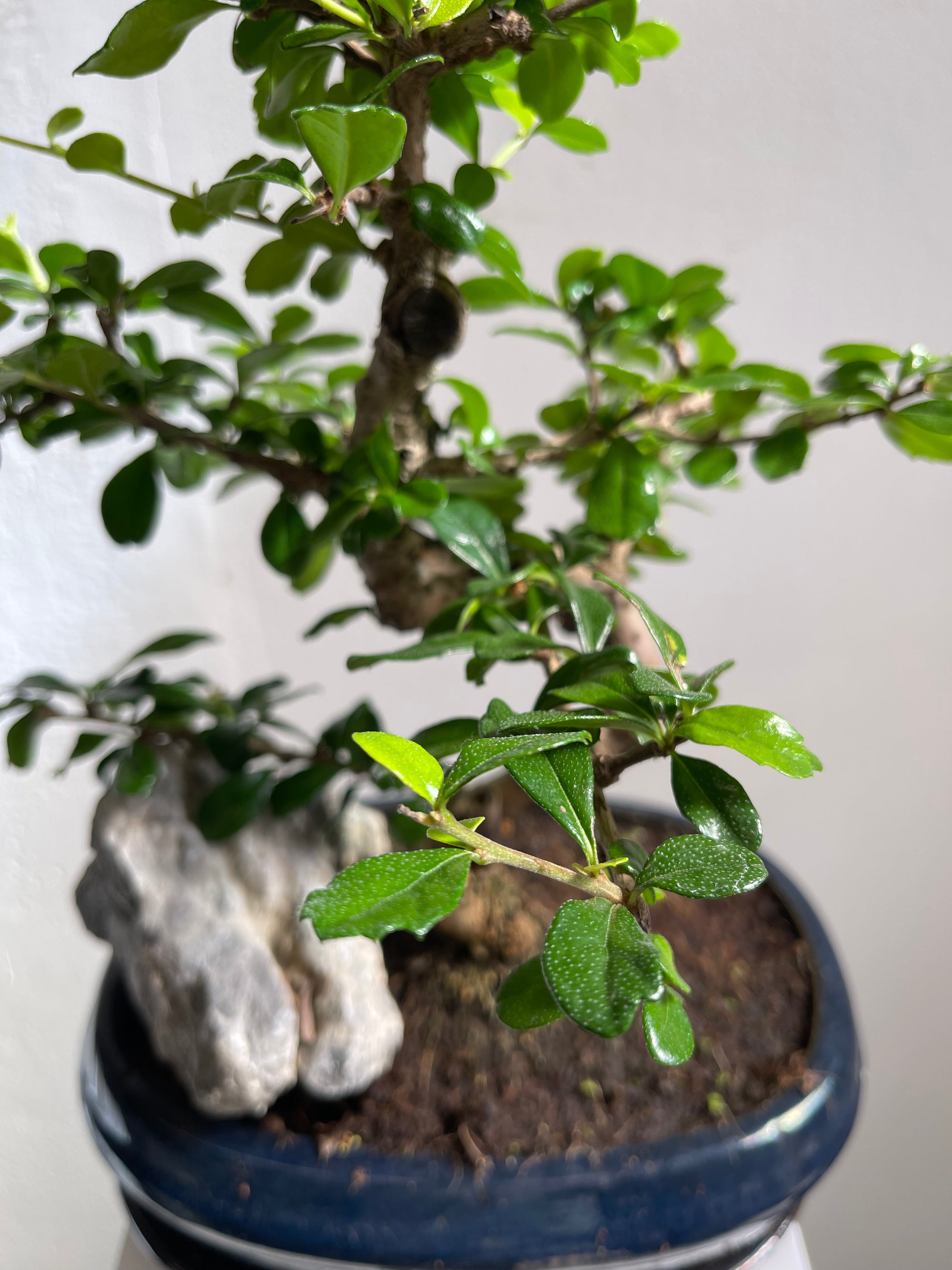 Ficus Bonzai