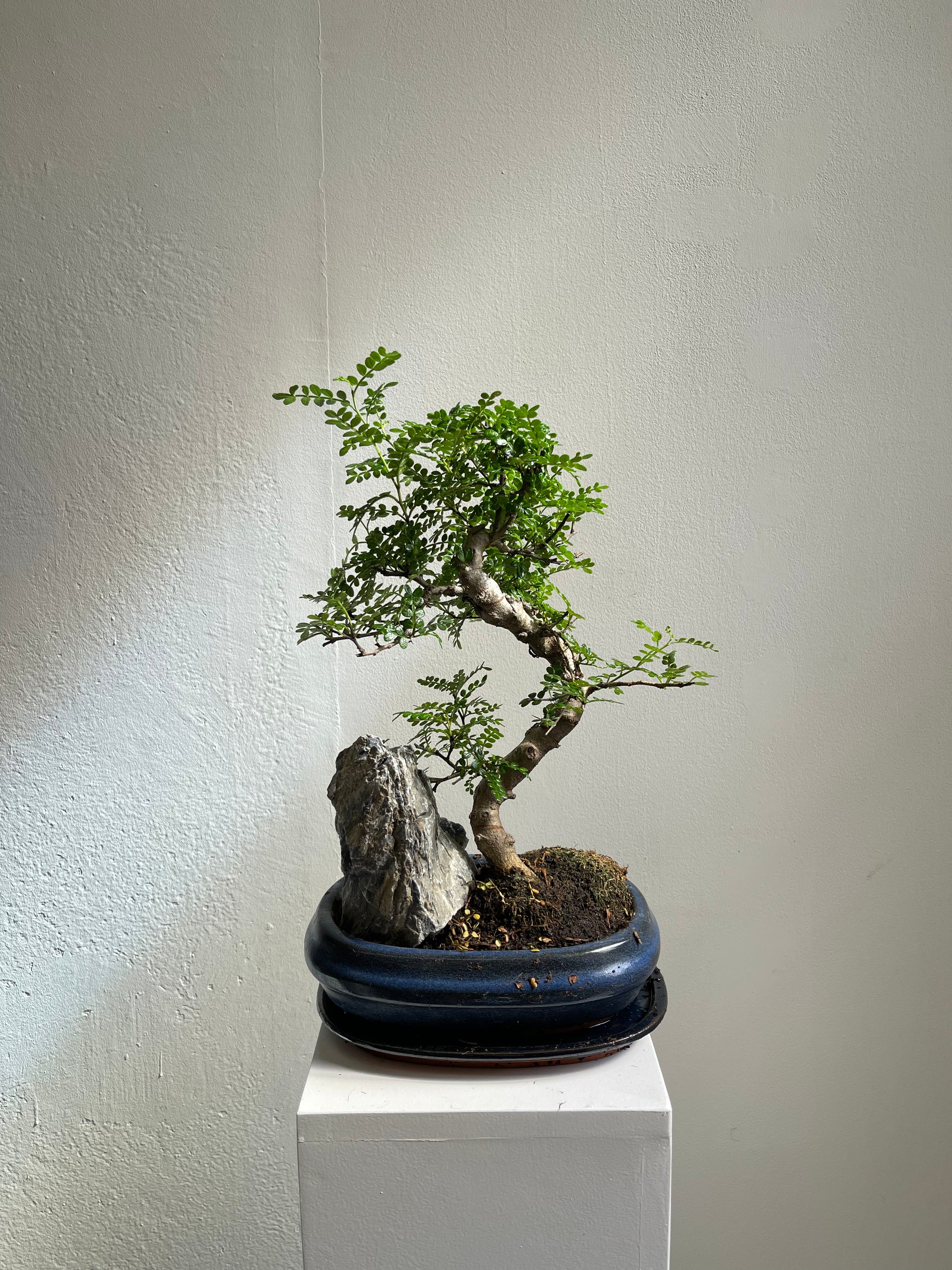 Ficus Bonzai