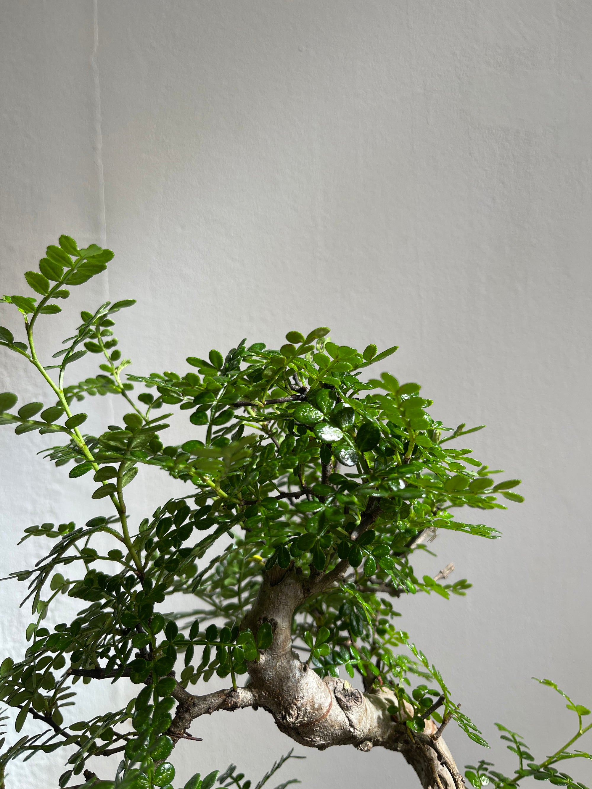 Ficus Bonzai