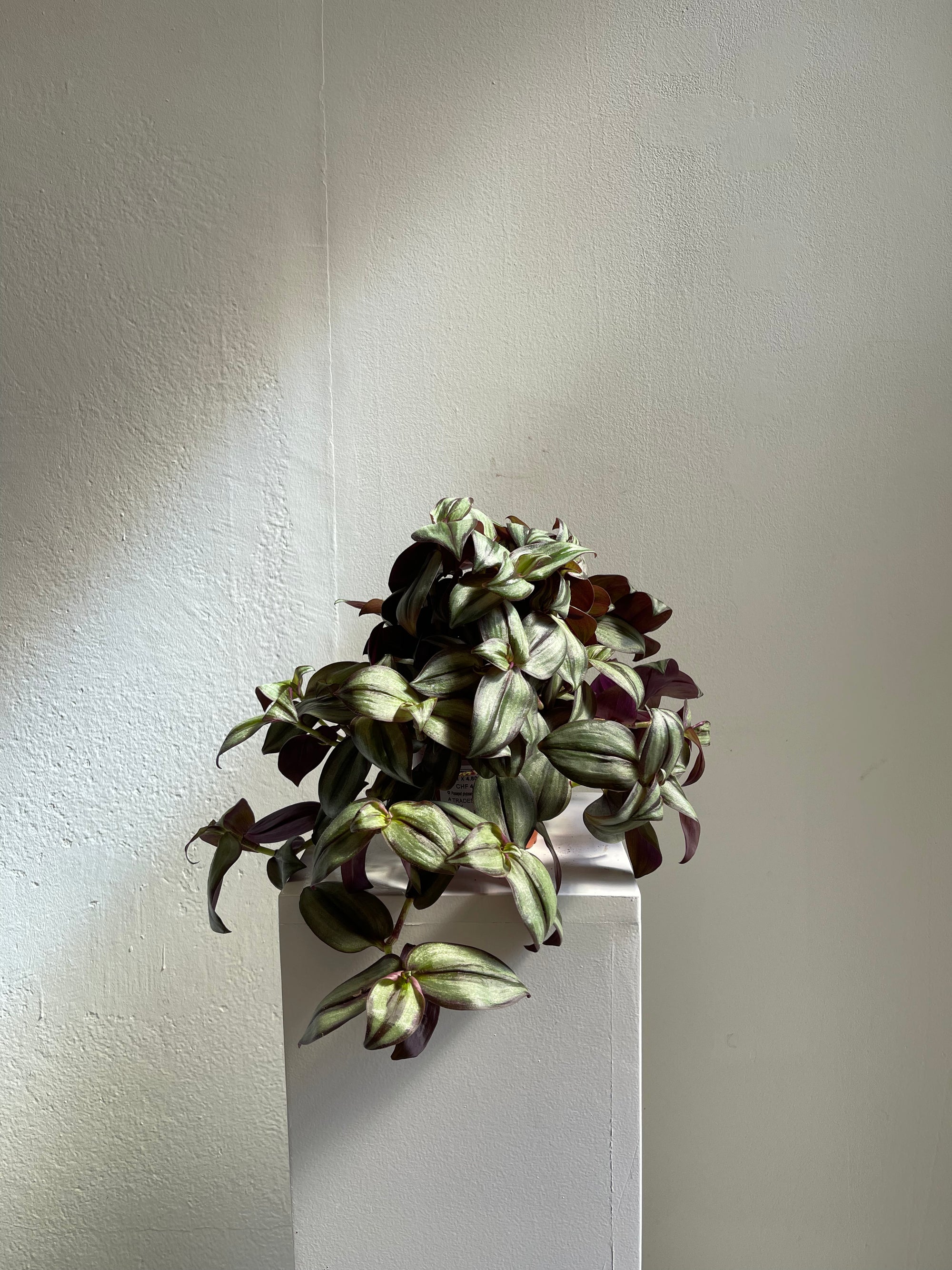 Tradescantia Pink