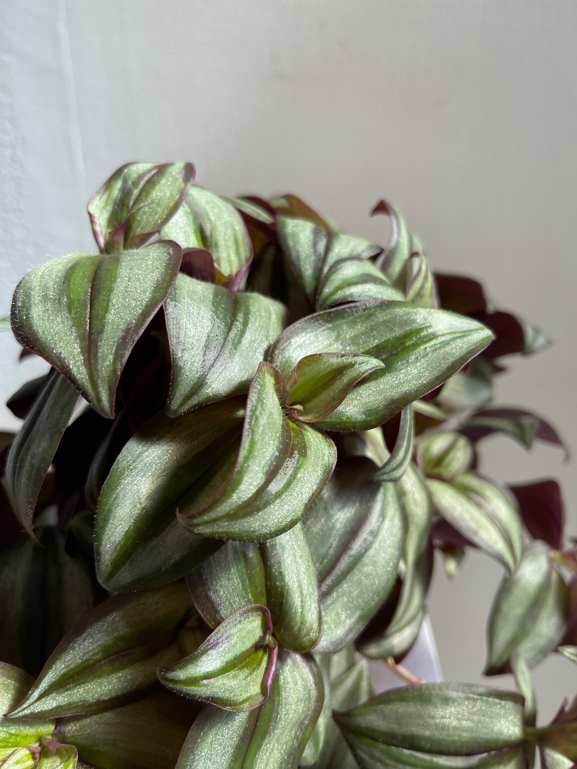 Tradescantia Pink