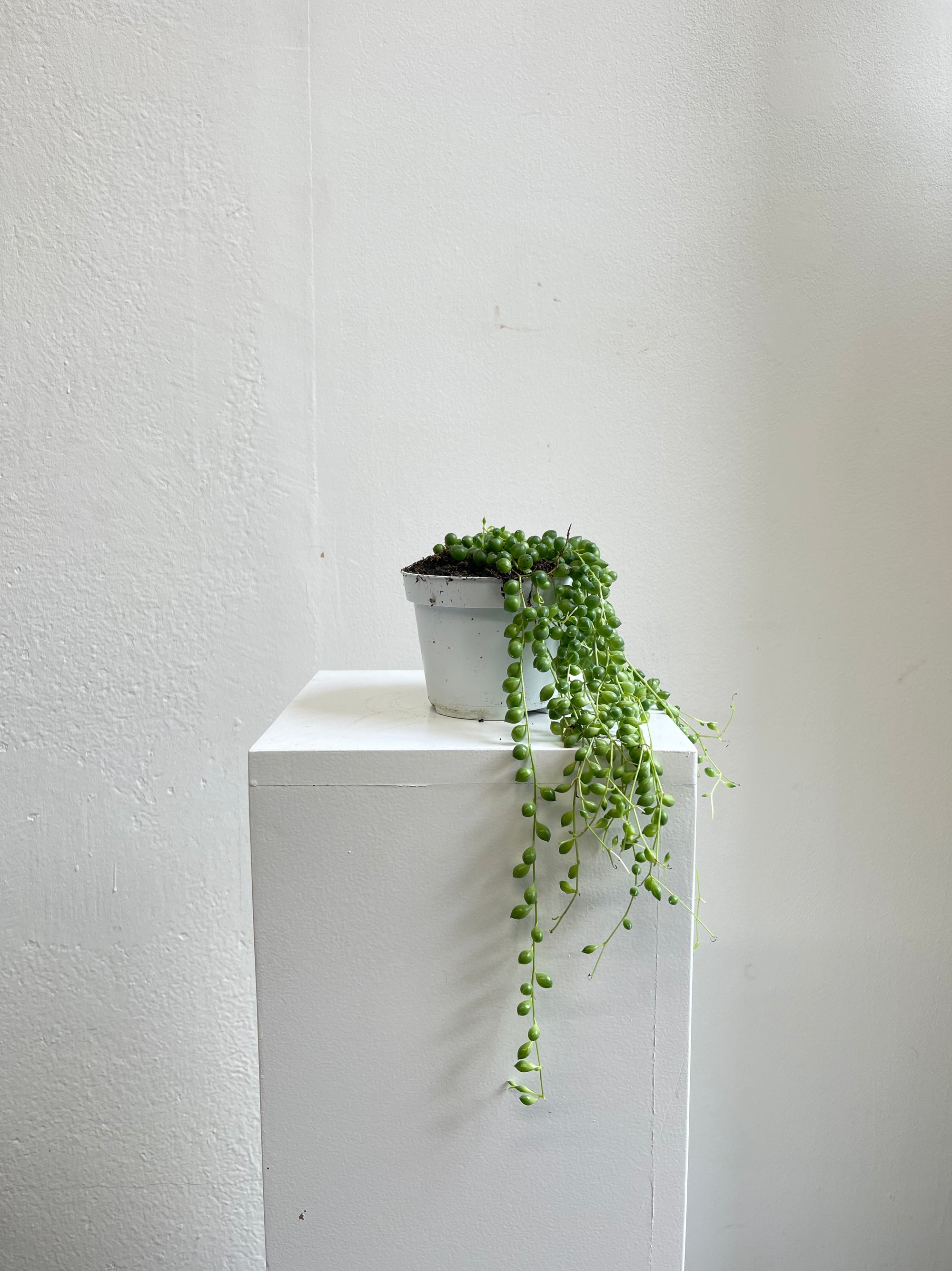 Senecio