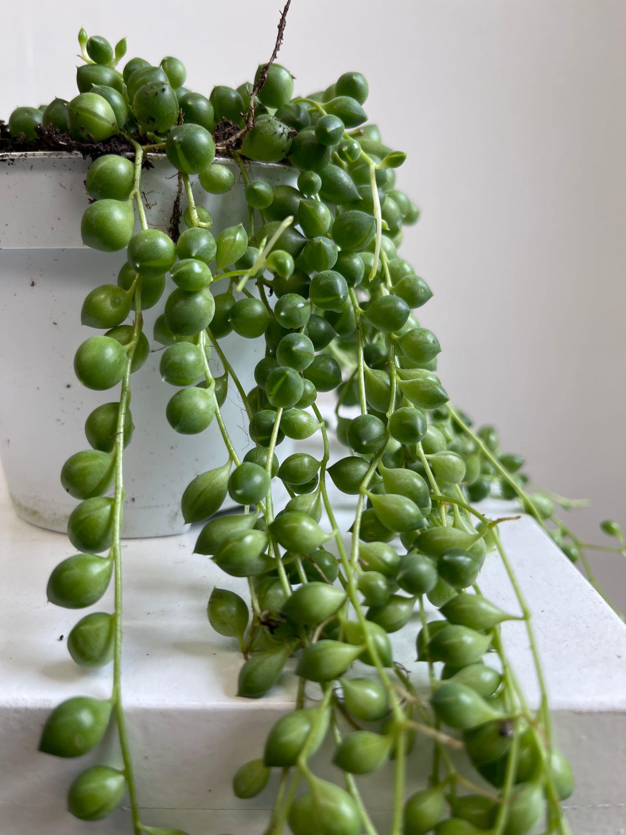 Senecio