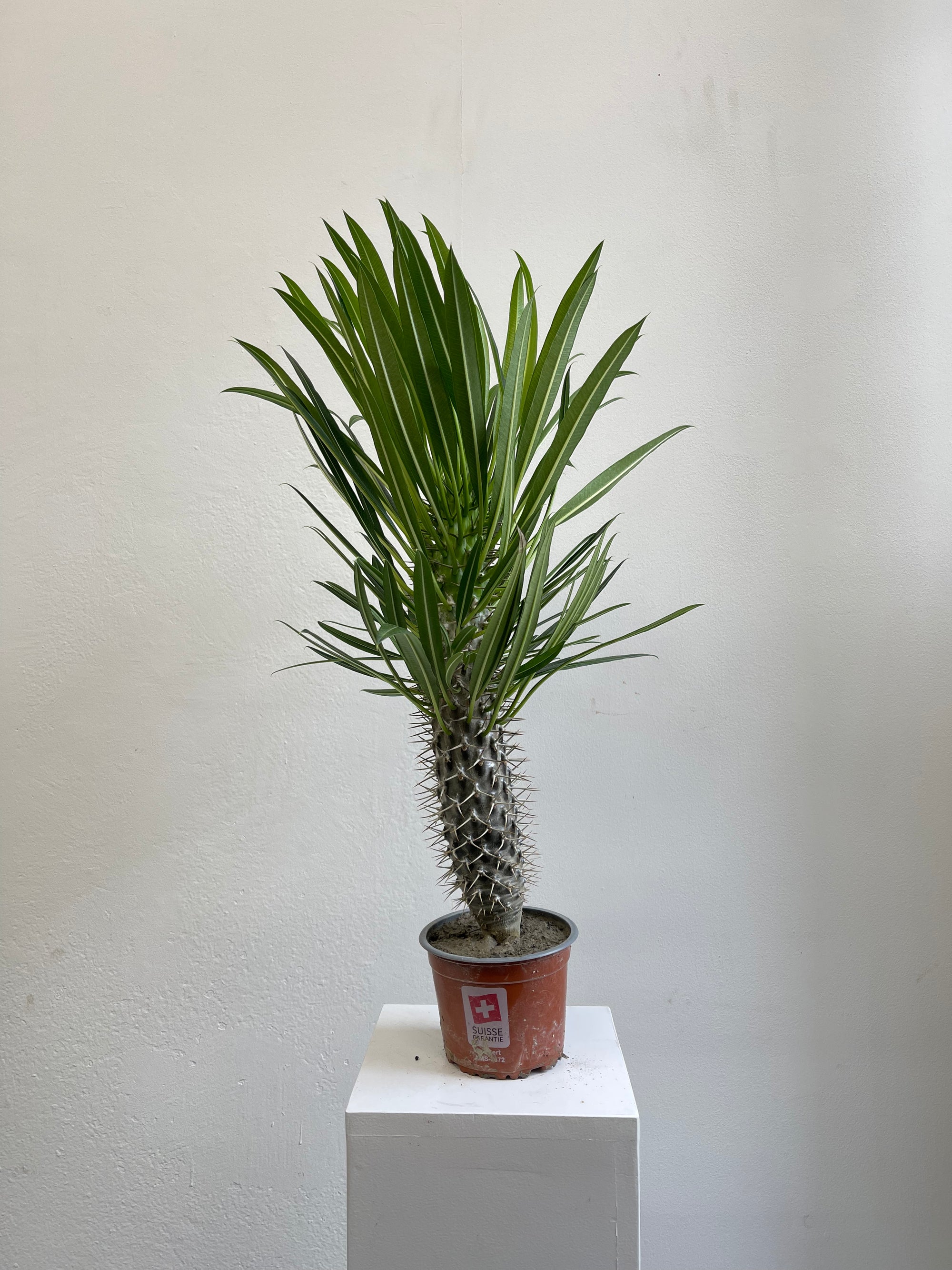 Pachypodium Lamerei