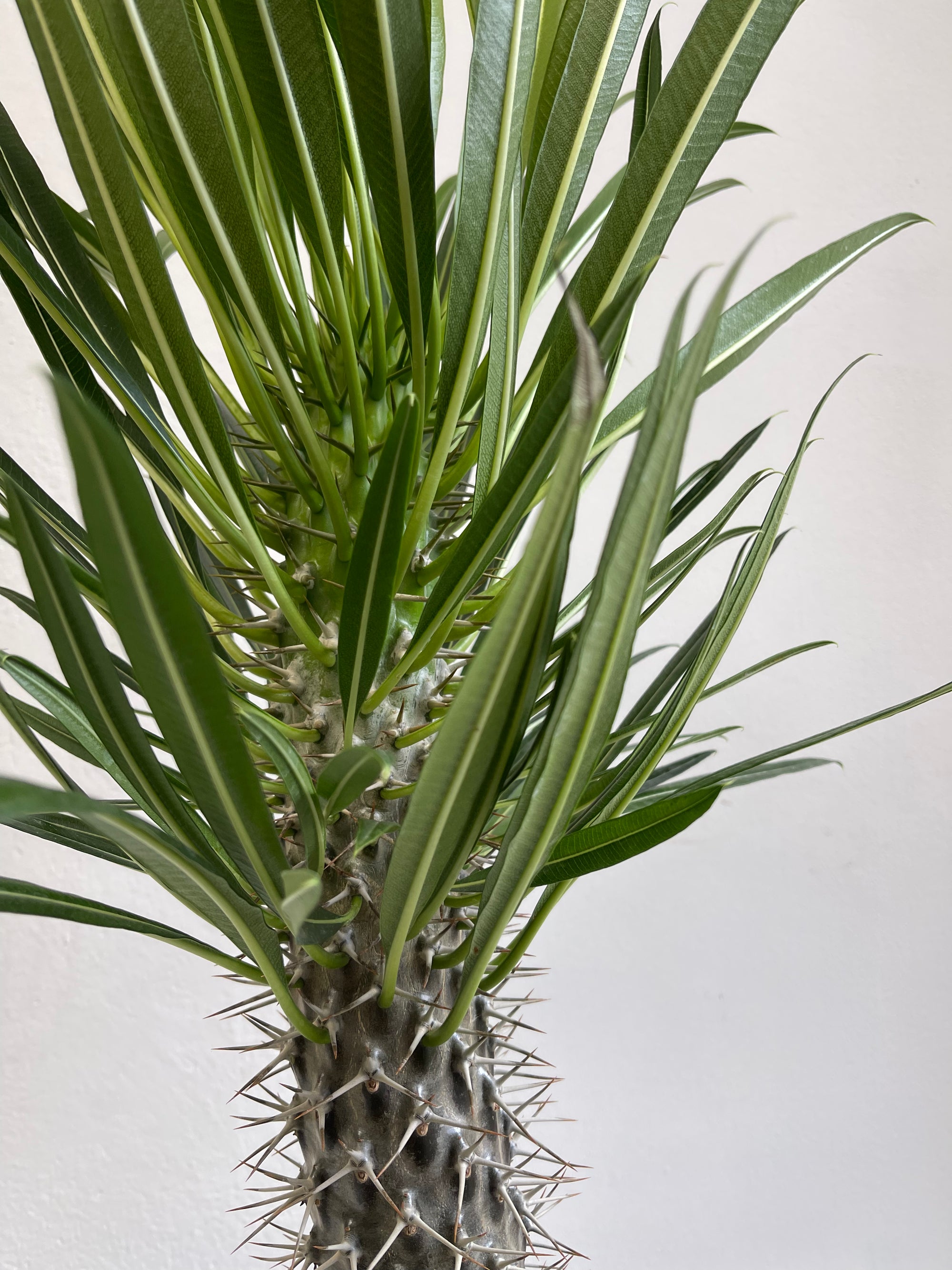 Pachypodium Lamerei