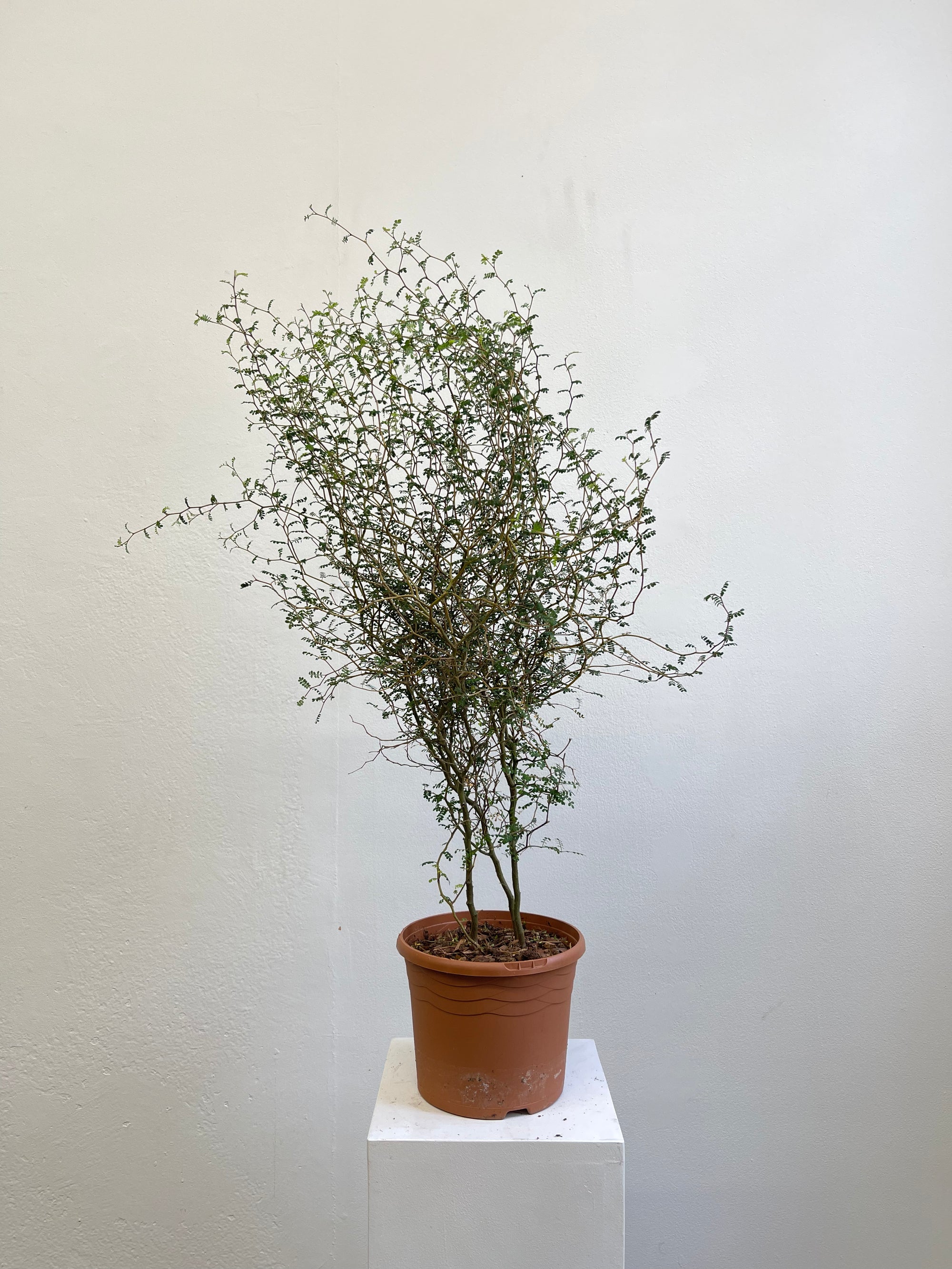 Sophora Prostrata