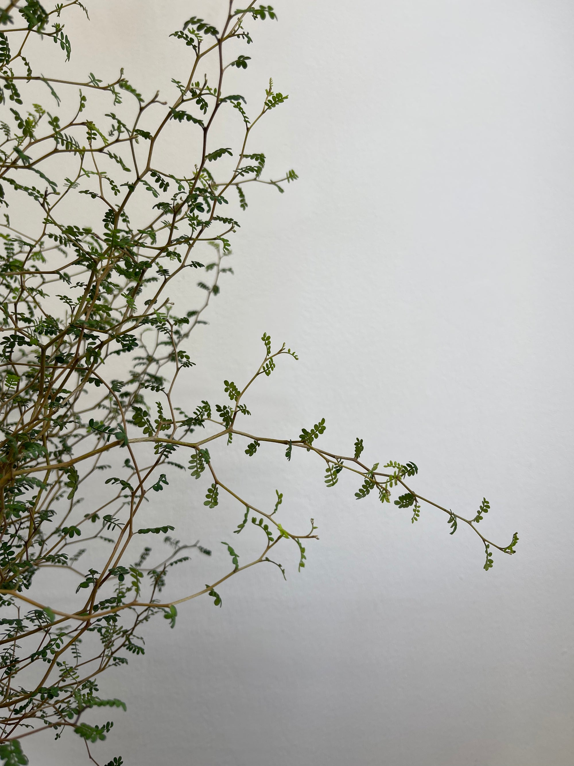 Sophora Prostrata