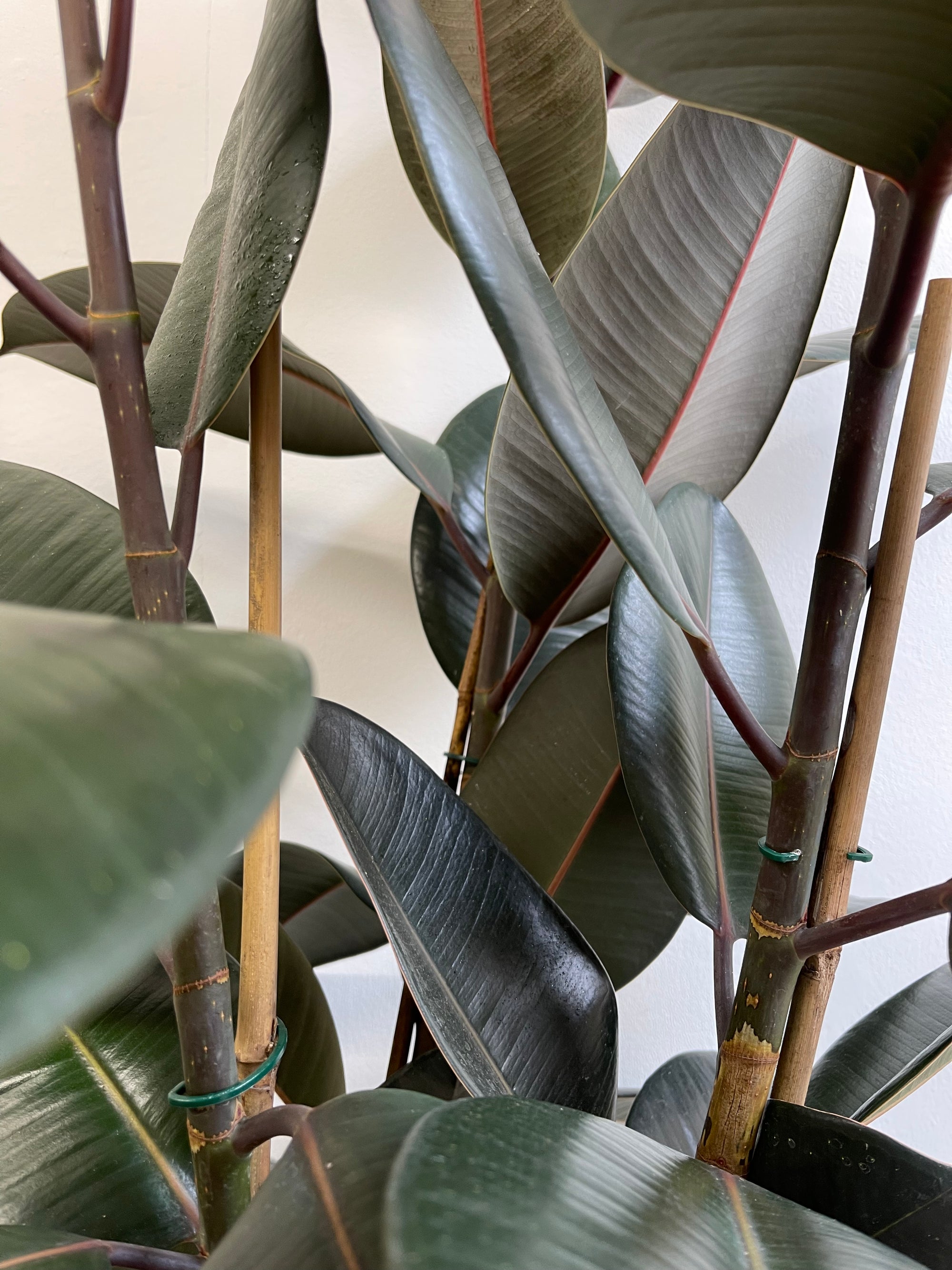 Ficus Abidjan