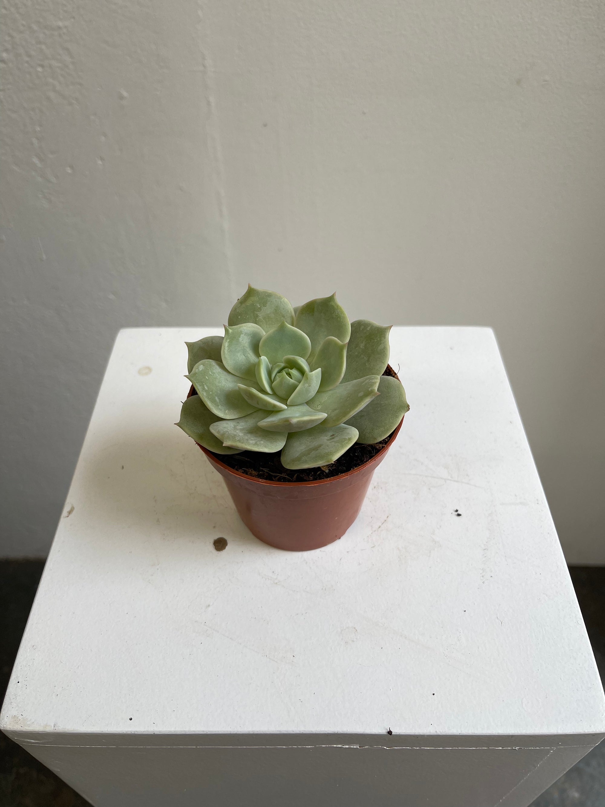 Echeveria