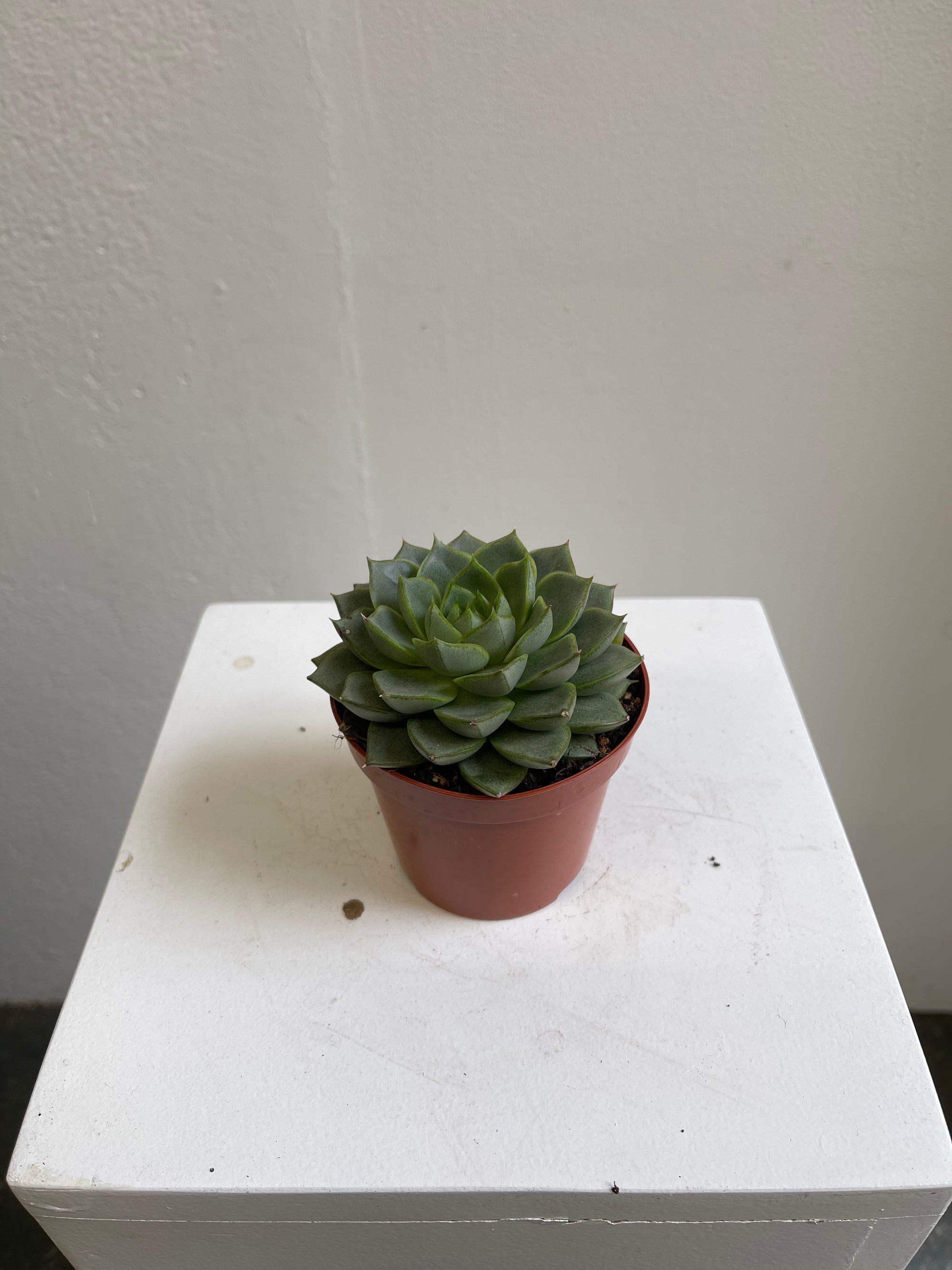 Echeveria
