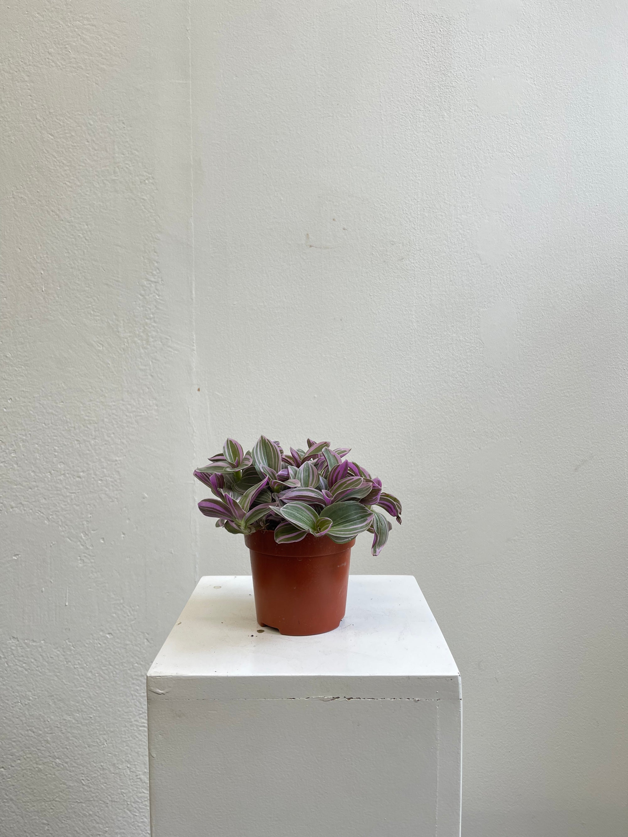 Tradescantia light Purple