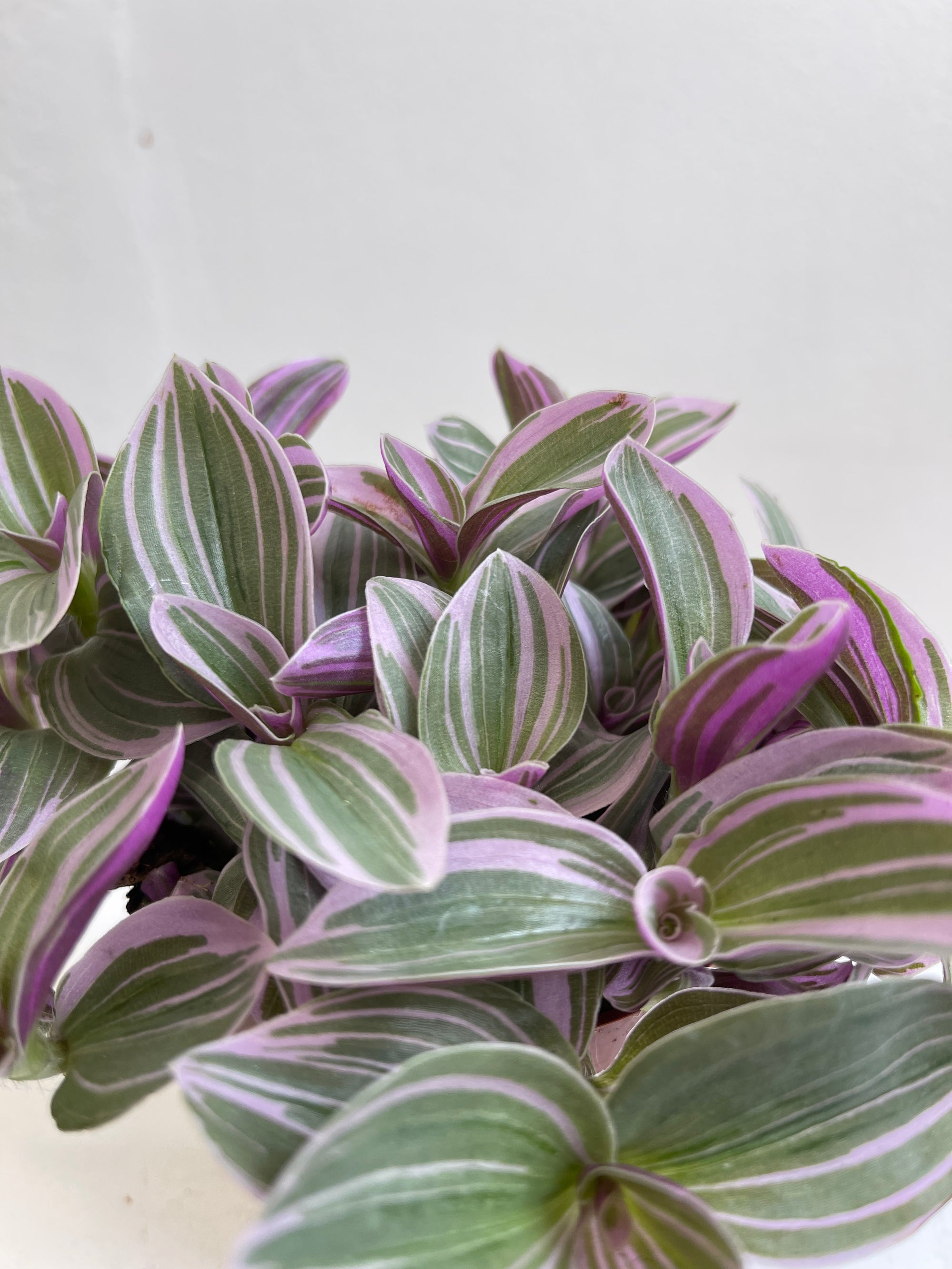 Tradescantia light Purple