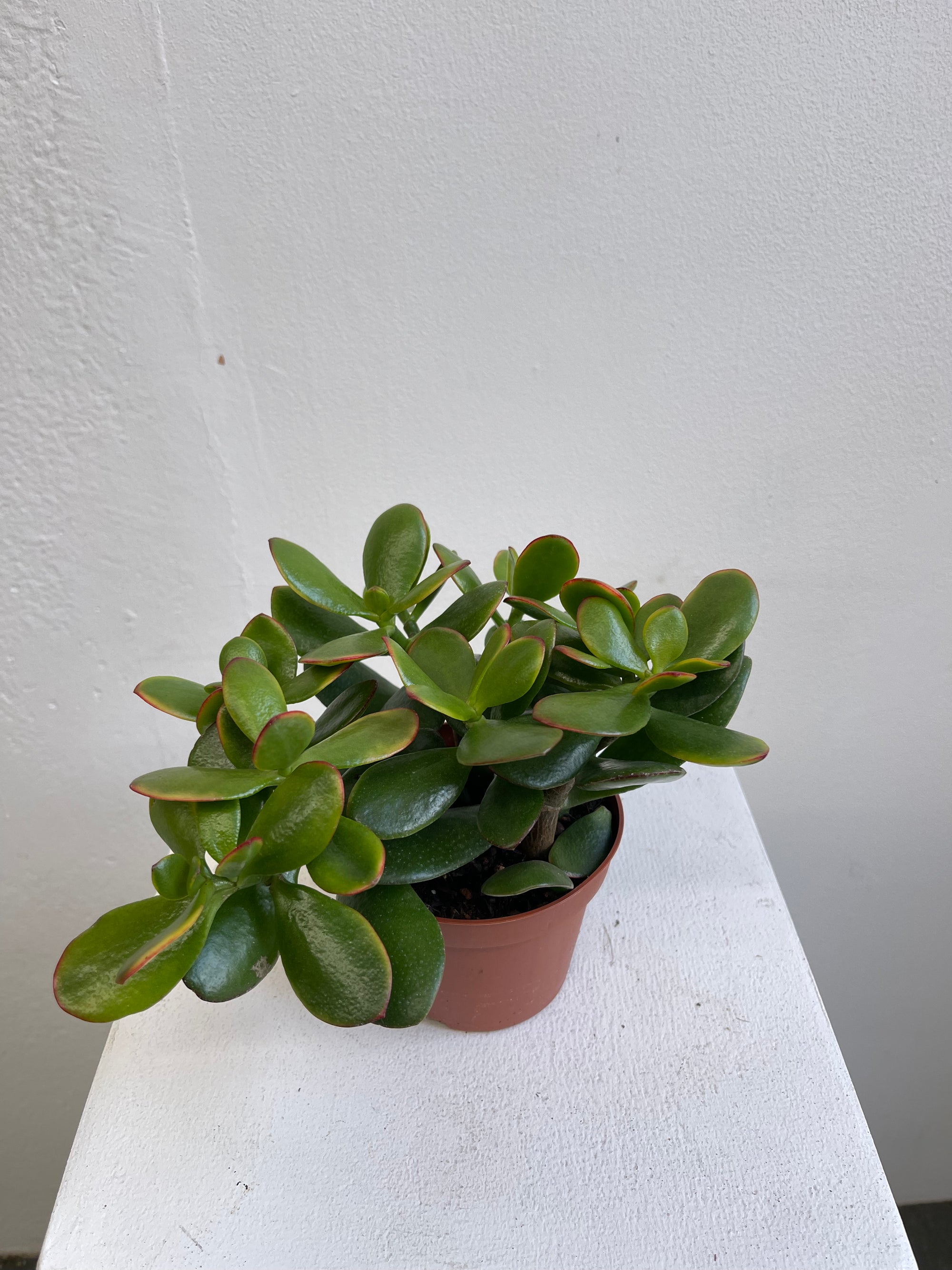 Crassula Ovata - S