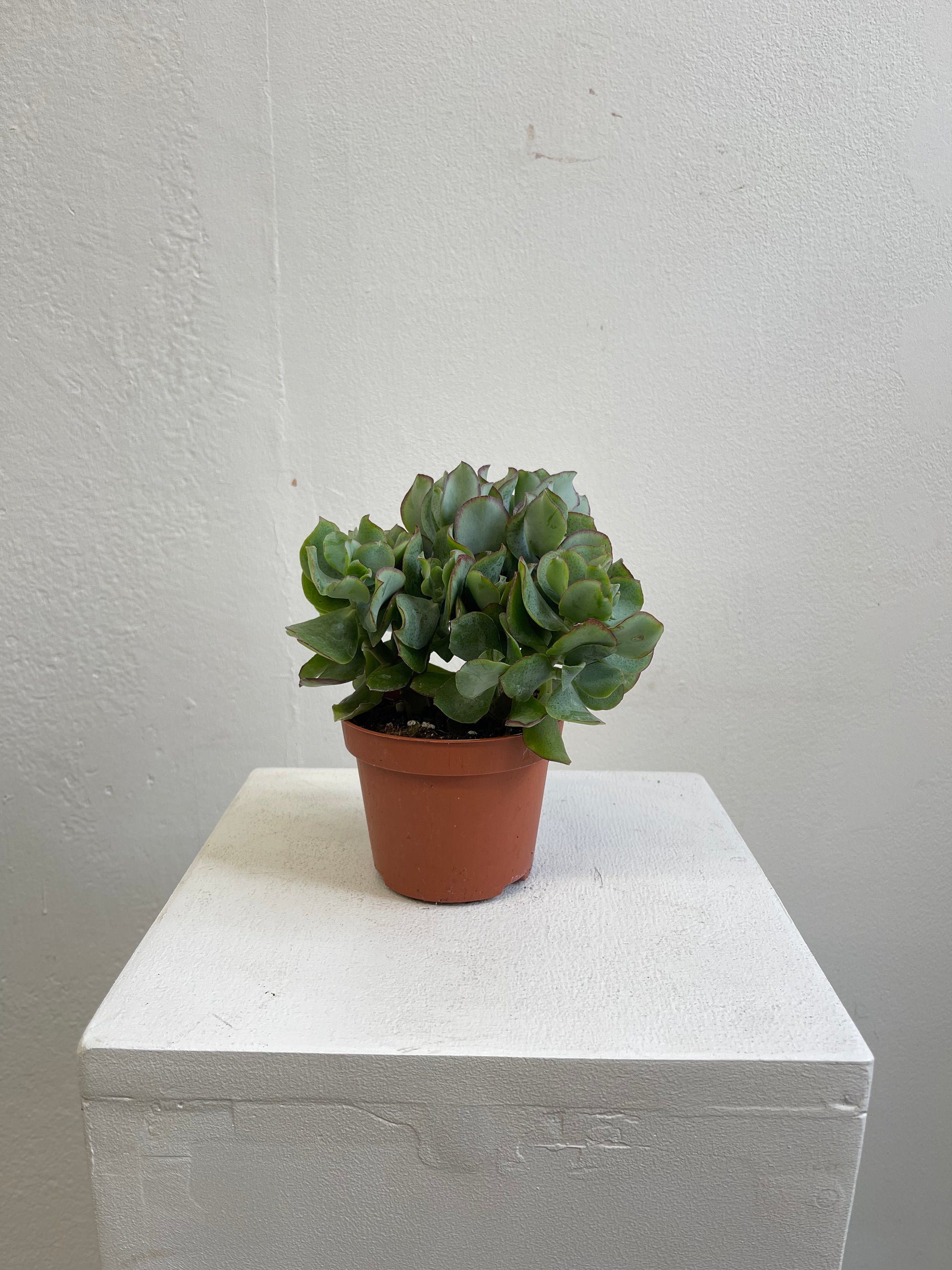 Crassula Silver Jade - S
