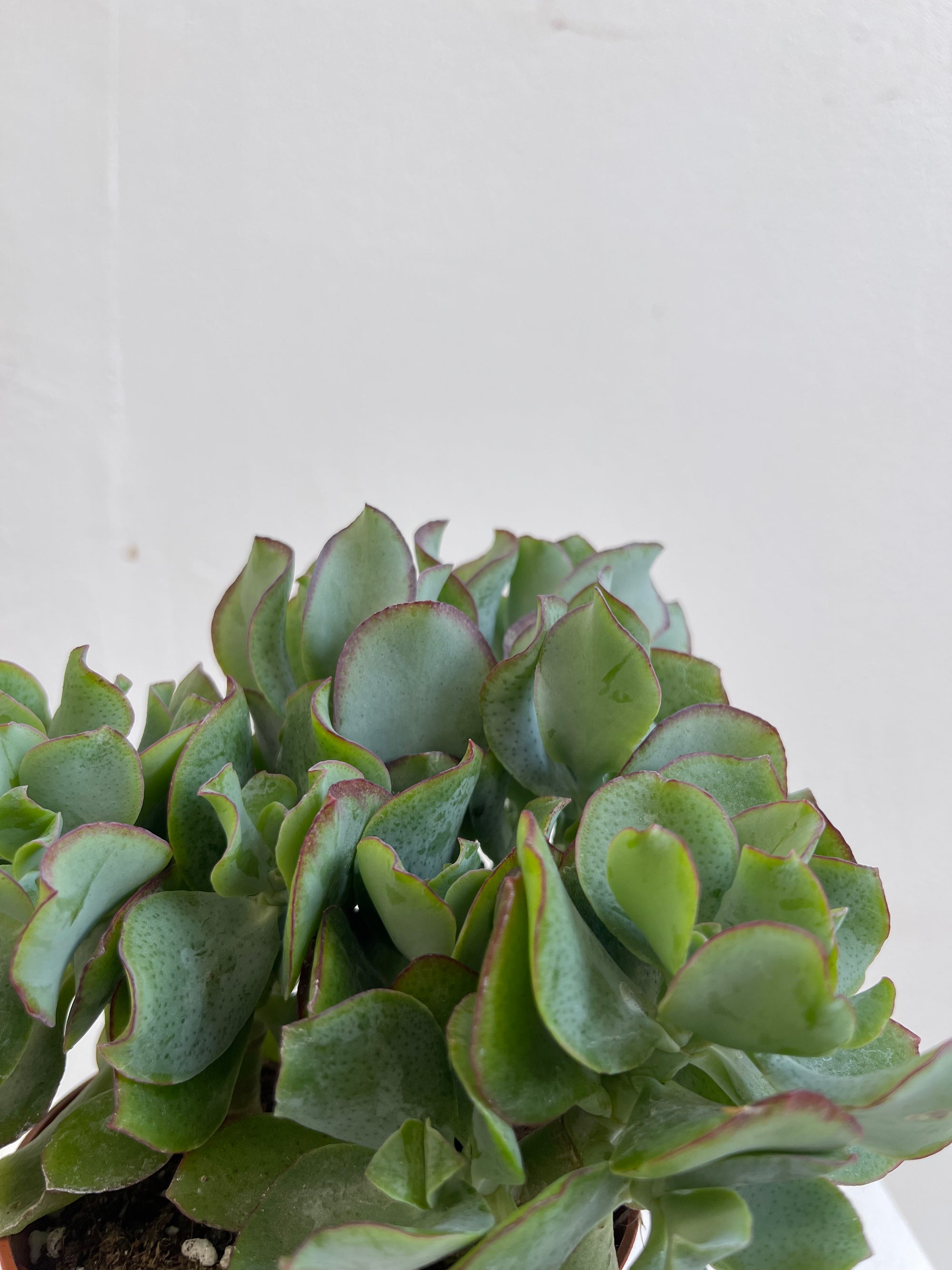 Crassula Silver Jade - S