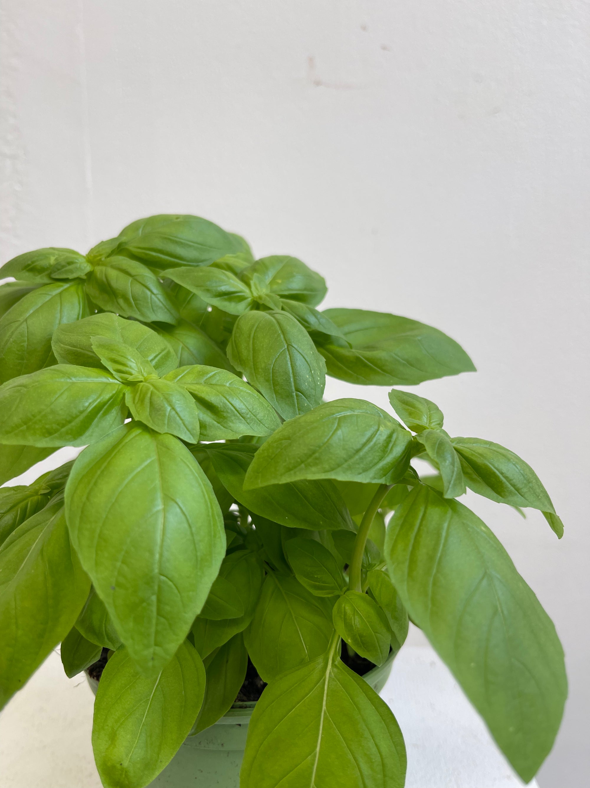 Basilic