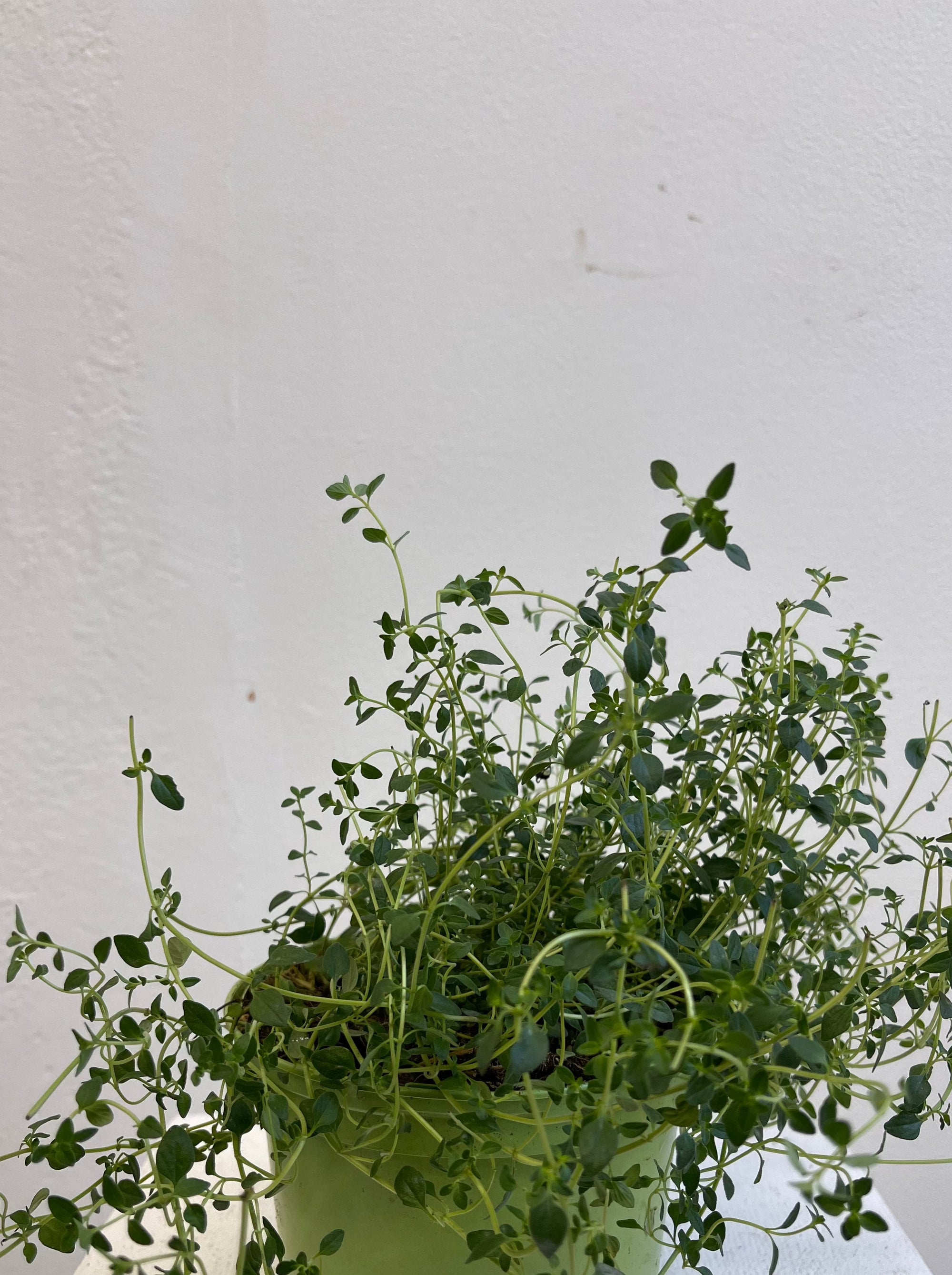 Thym citronné